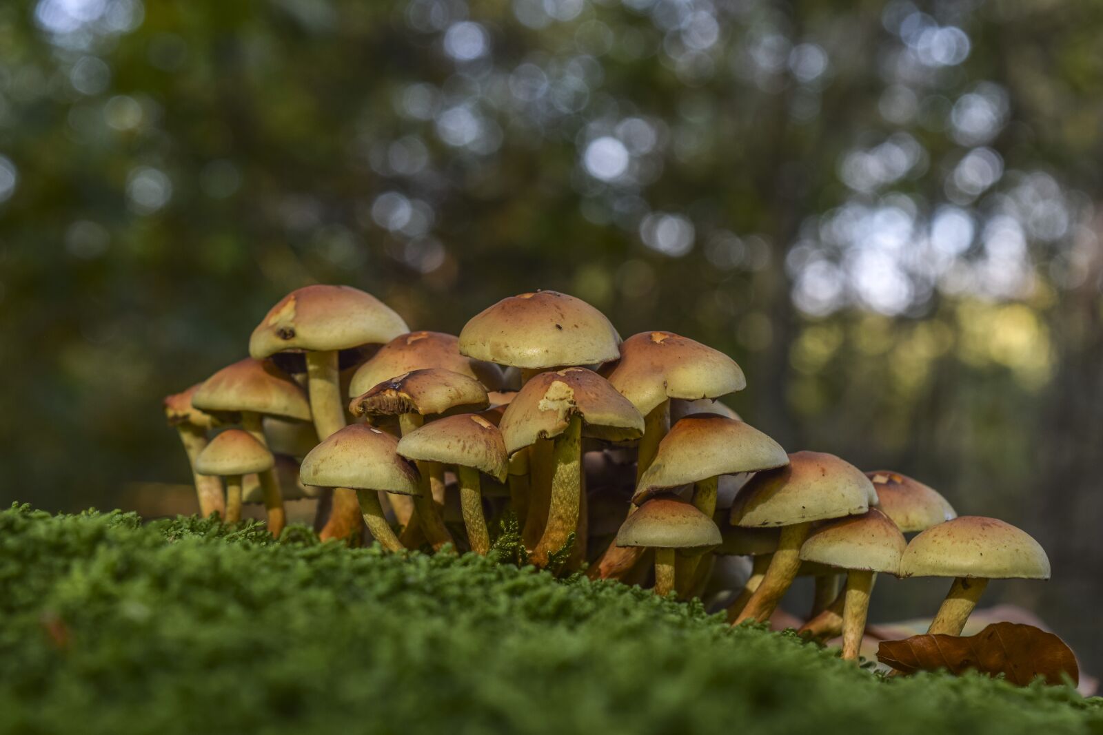 Nikon D3300 sample photo. Mushrooms, nature, forest photography