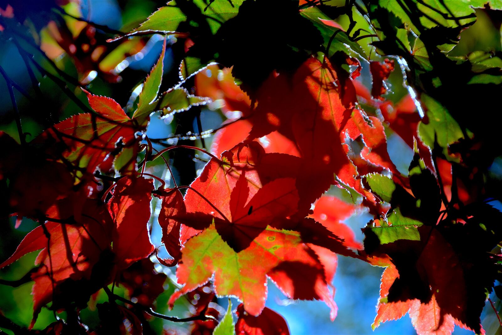 Nikon D3300 sample photo. Autumn, leaves, foliage photography