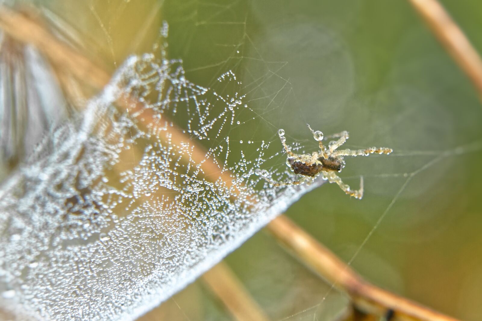 Canon EOS 500D (EOS Rebel T1i / EOS Kiss X3) sample photo. Spider, spider web, summer photography
