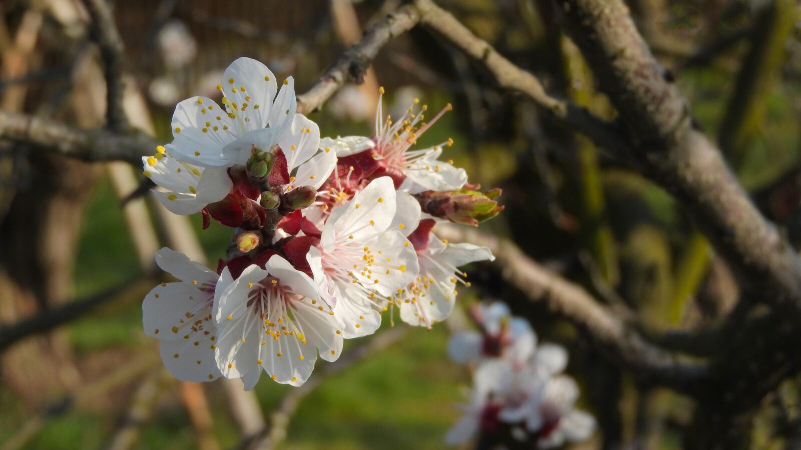 Nikon Coolpix P610 sample photo. Spring flowers, white flowers photography