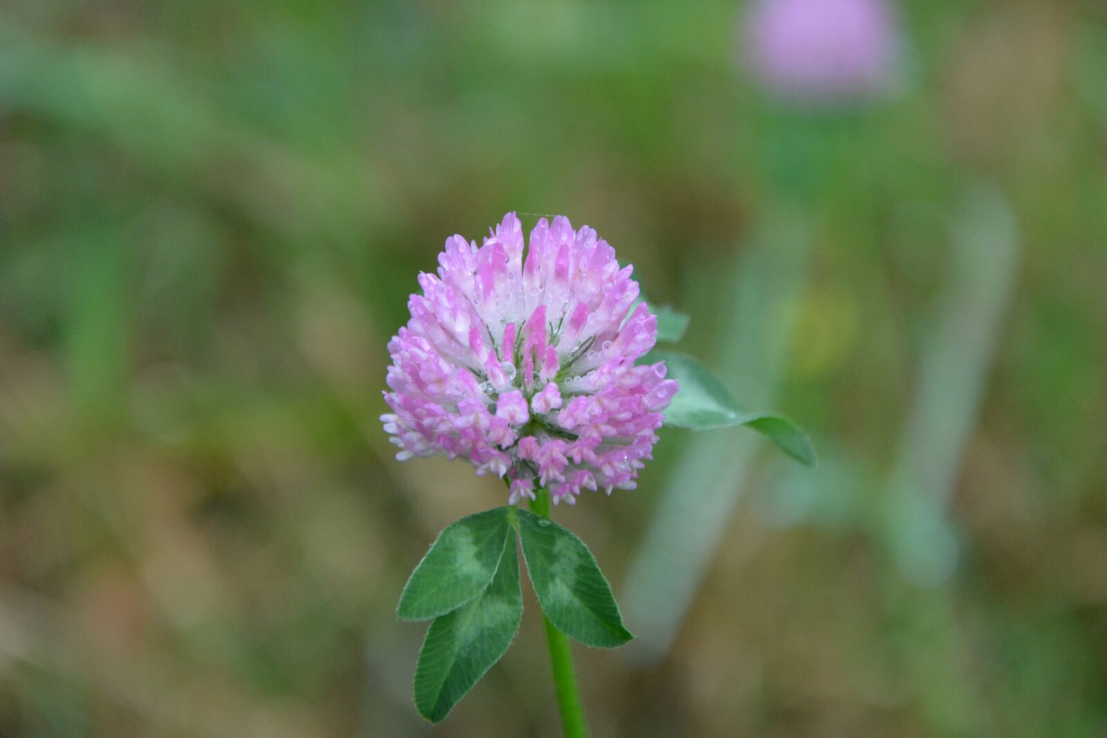 Nikon D5200 sample photo. Flower dandelion, color purple photography