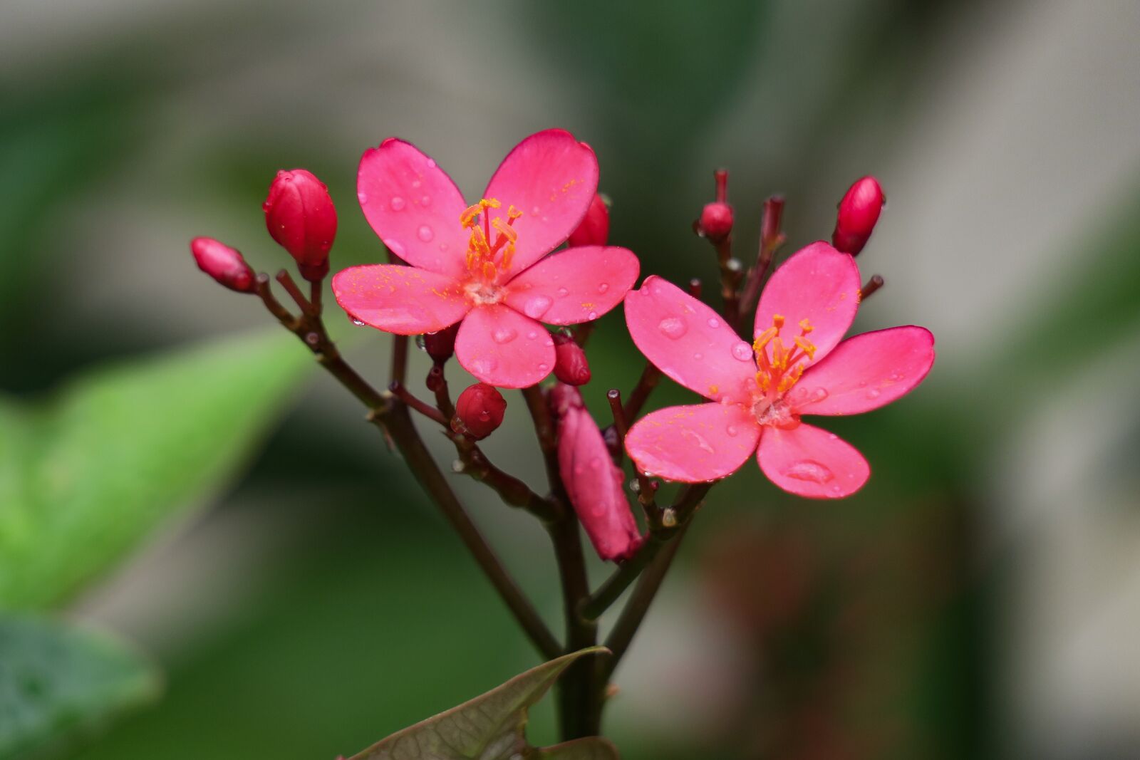 Canon PowerShot G3 X sample photo. Qin leaf coral, nature photography