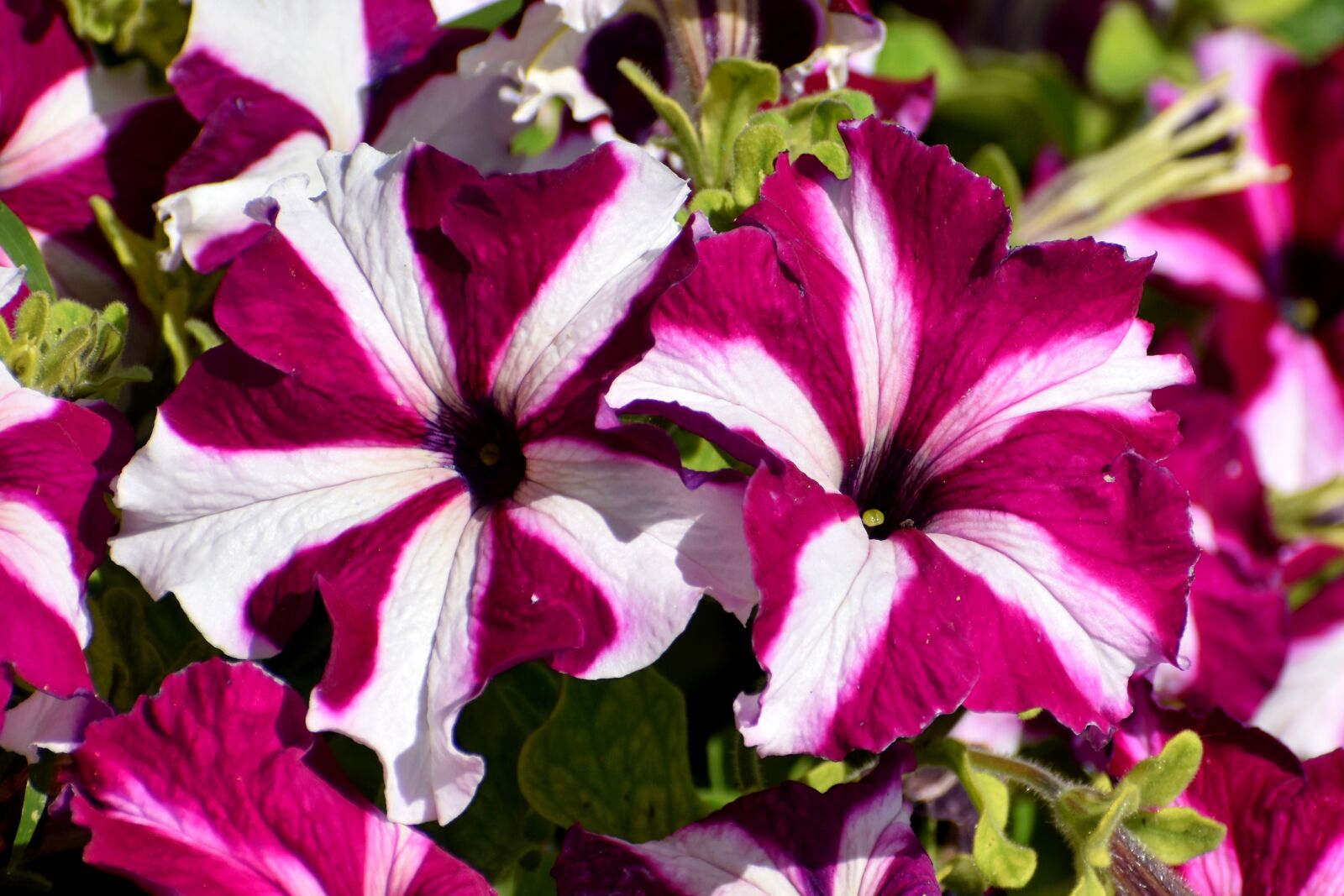 Nikon D3500 sample photo. Flowers, petunia, bloom photography