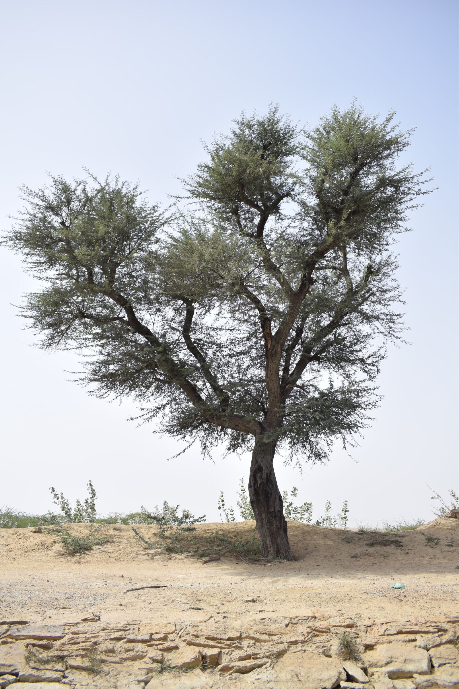 Nikon D3300 sample photo. Tree, green, nature photography