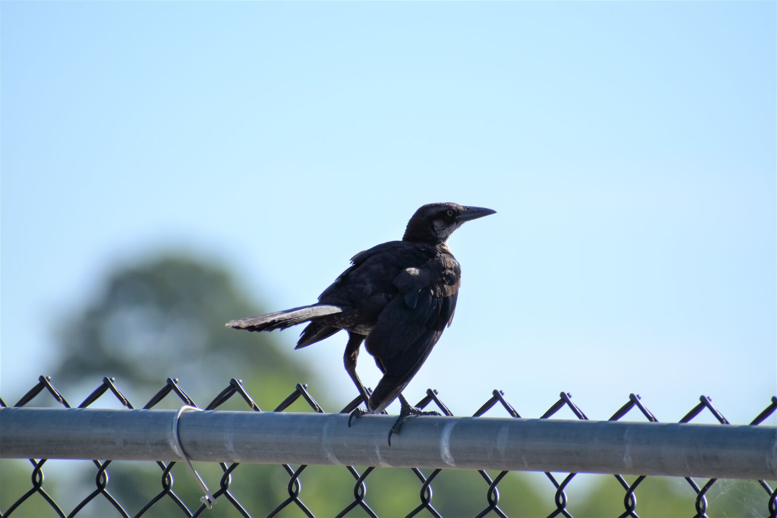 Nikon D3500 sample photo. Raven, bird, animal photography
