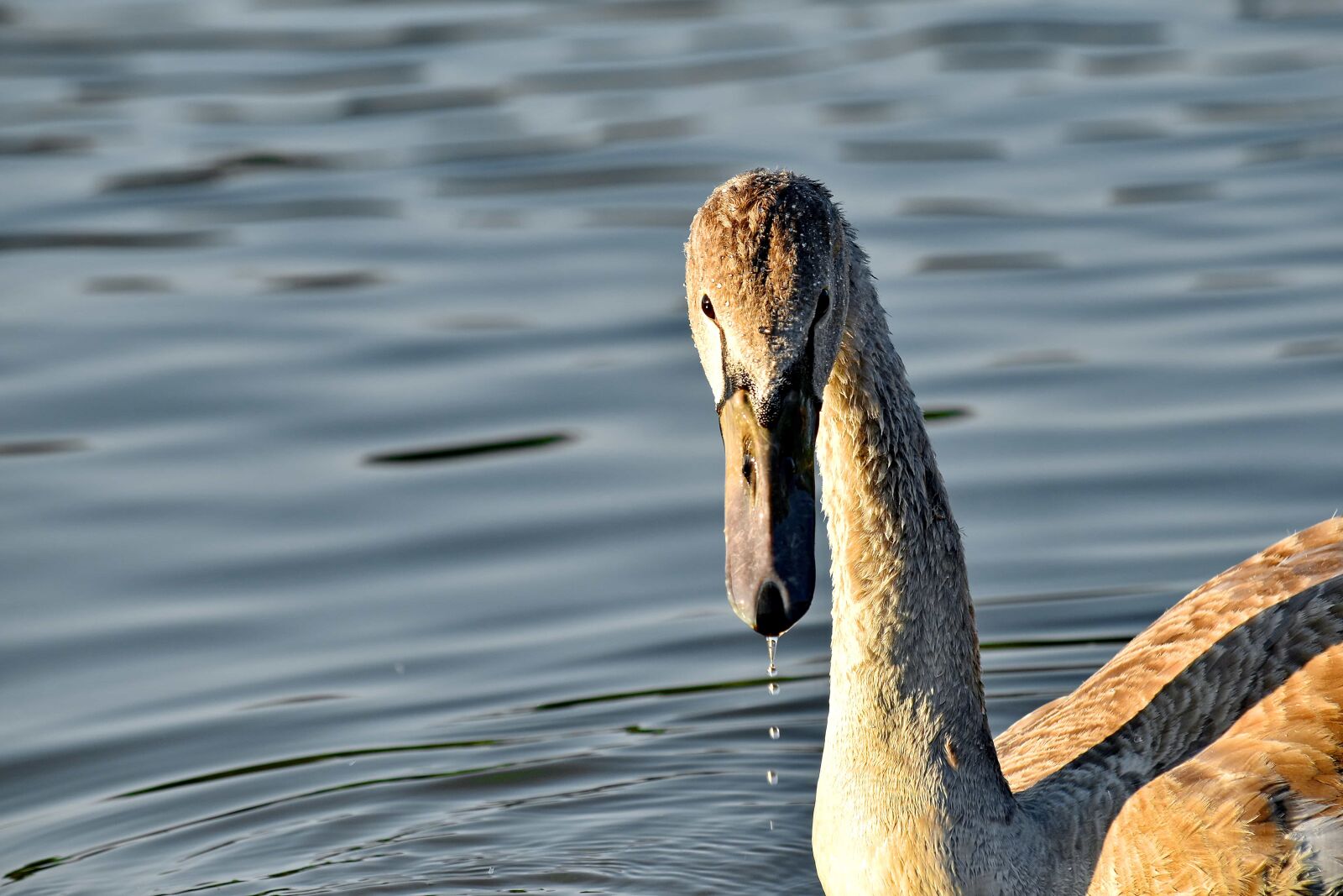 Nikon D5500 sample photo. Beak, beautiful image, natural photography