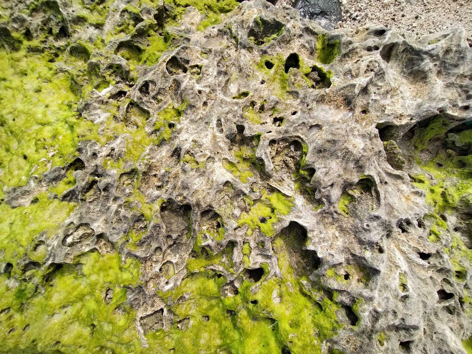 OPPO A5 2020 sample photo. Mosses, beach, corals photography
