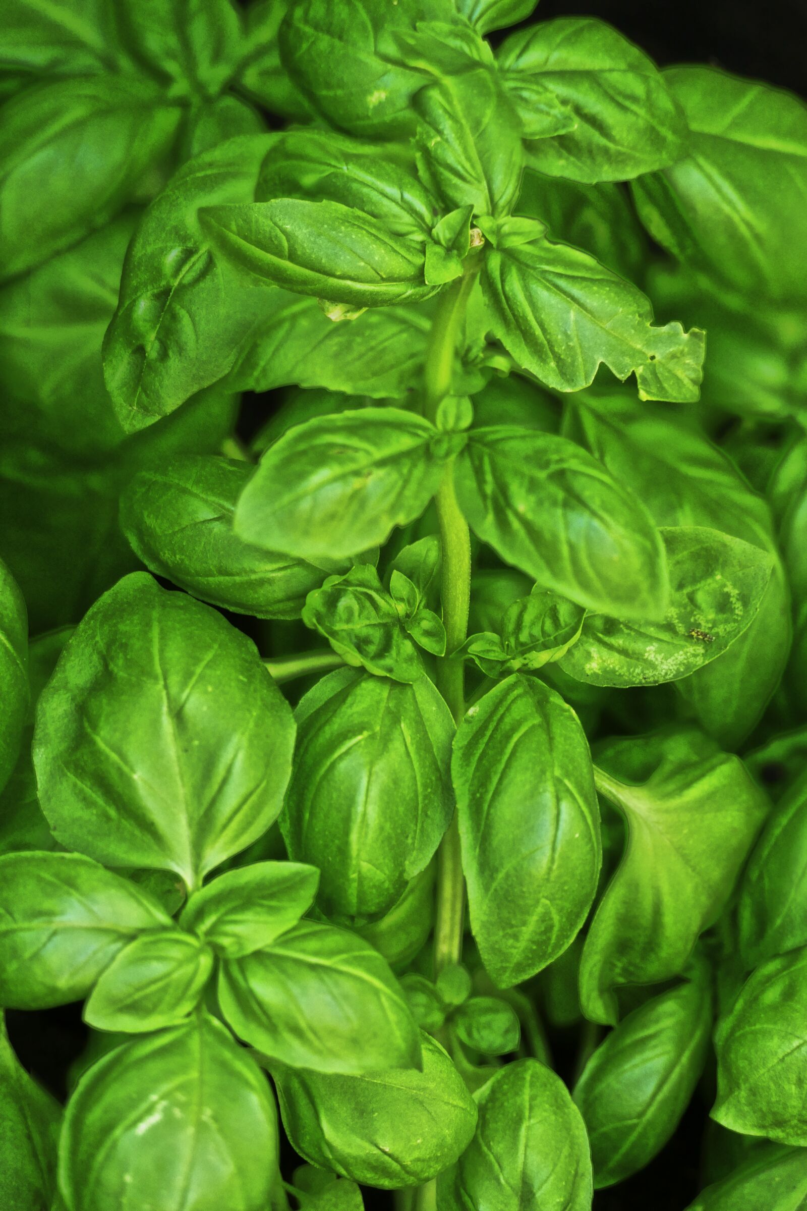 Panasonic Lumix DMC-FZ1000 sample photo. Basil, culinary herbs, medicinal photography