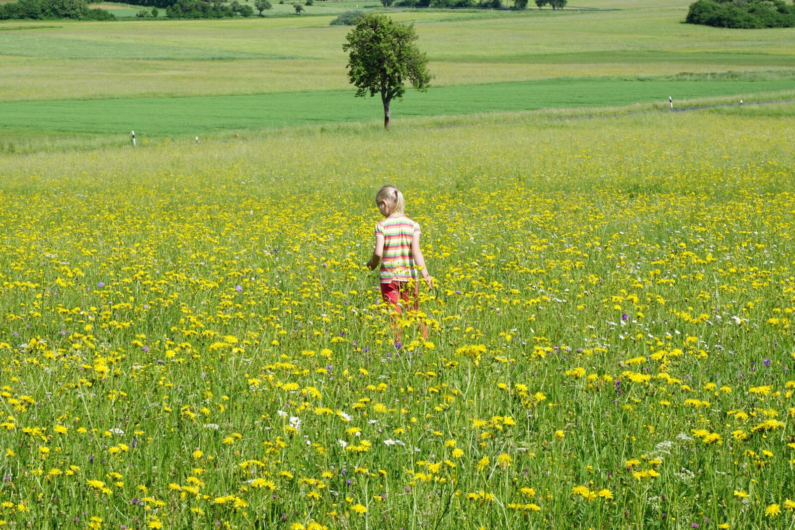 Sony a6000 sample photo. Meadow, flowers, girl photography