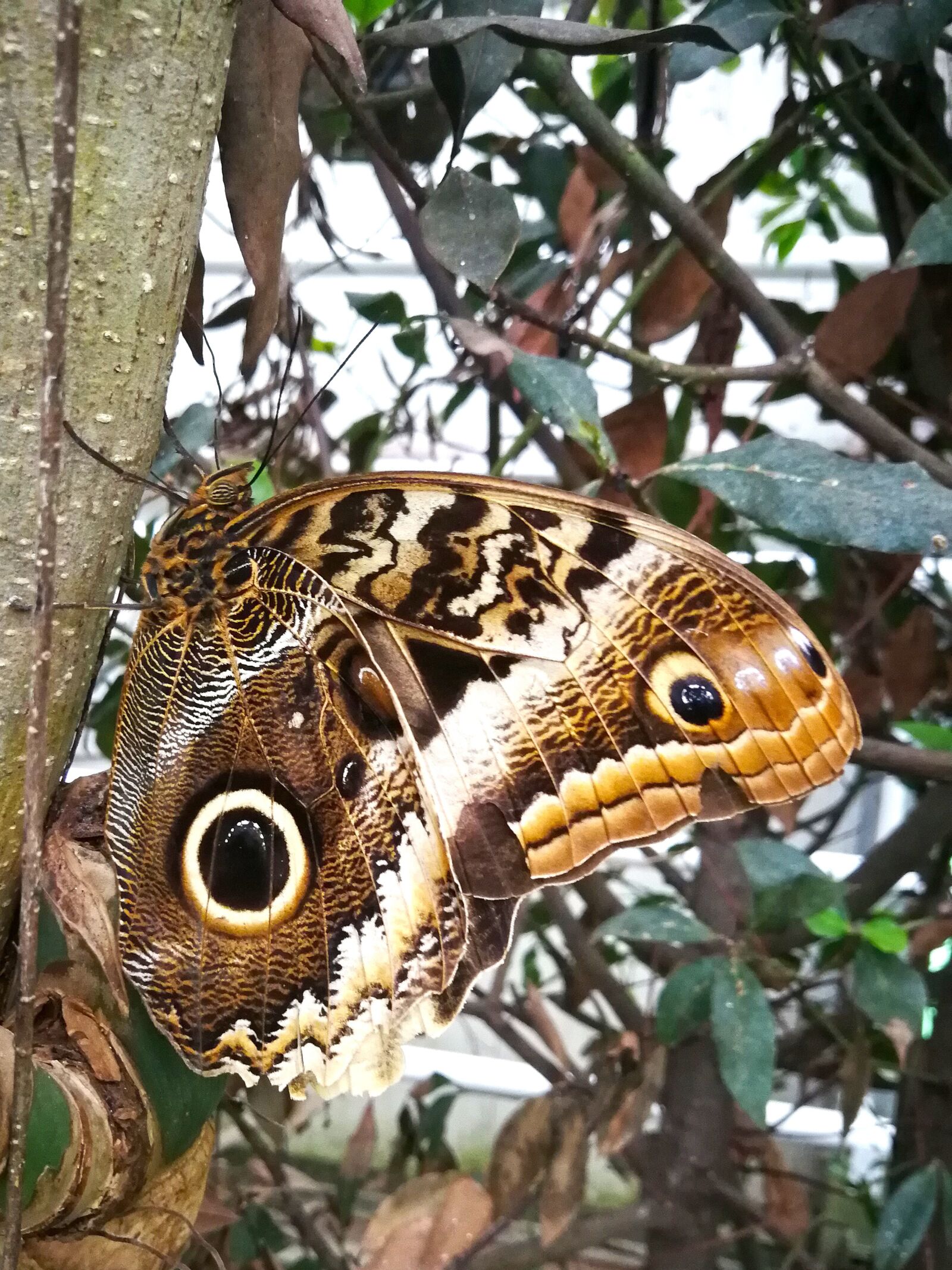 HUAWEI P10 sample photo. Butterfly, tropical, eye photography