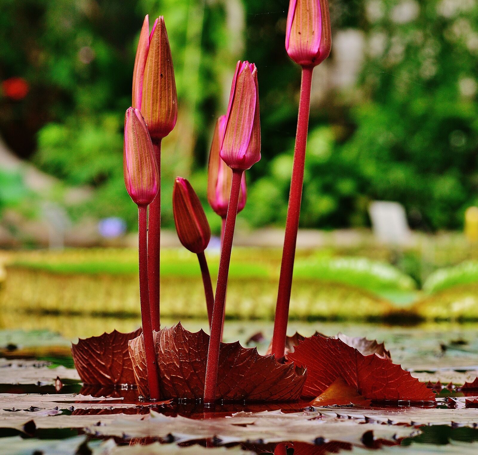 Nikon D3200 sample photo. Water lily, water, bud photography