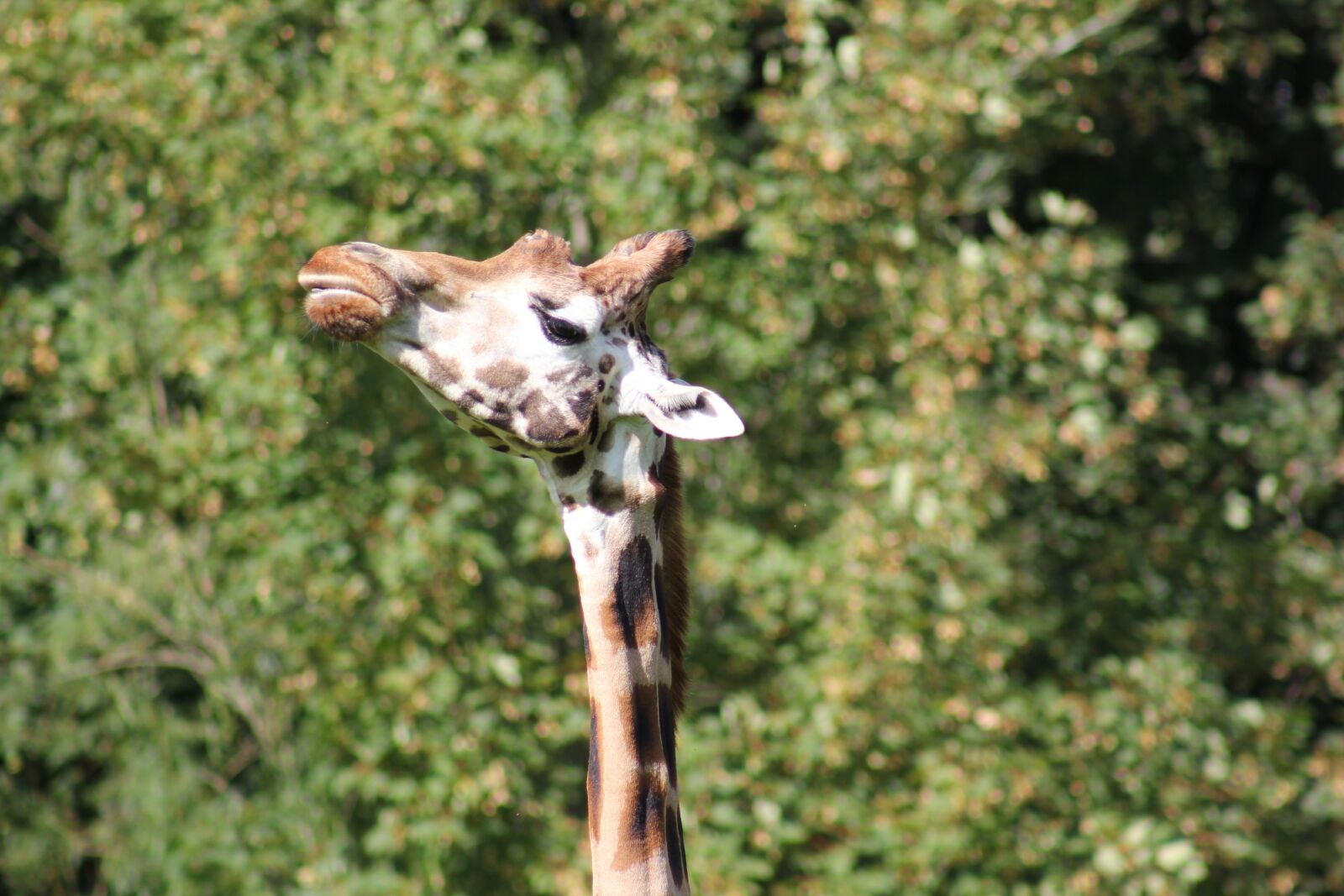 Canon EOS 550D (EOS Rebel T2i / EOS Kiss X4) sample photo. Giraffe, animal, zoo photography