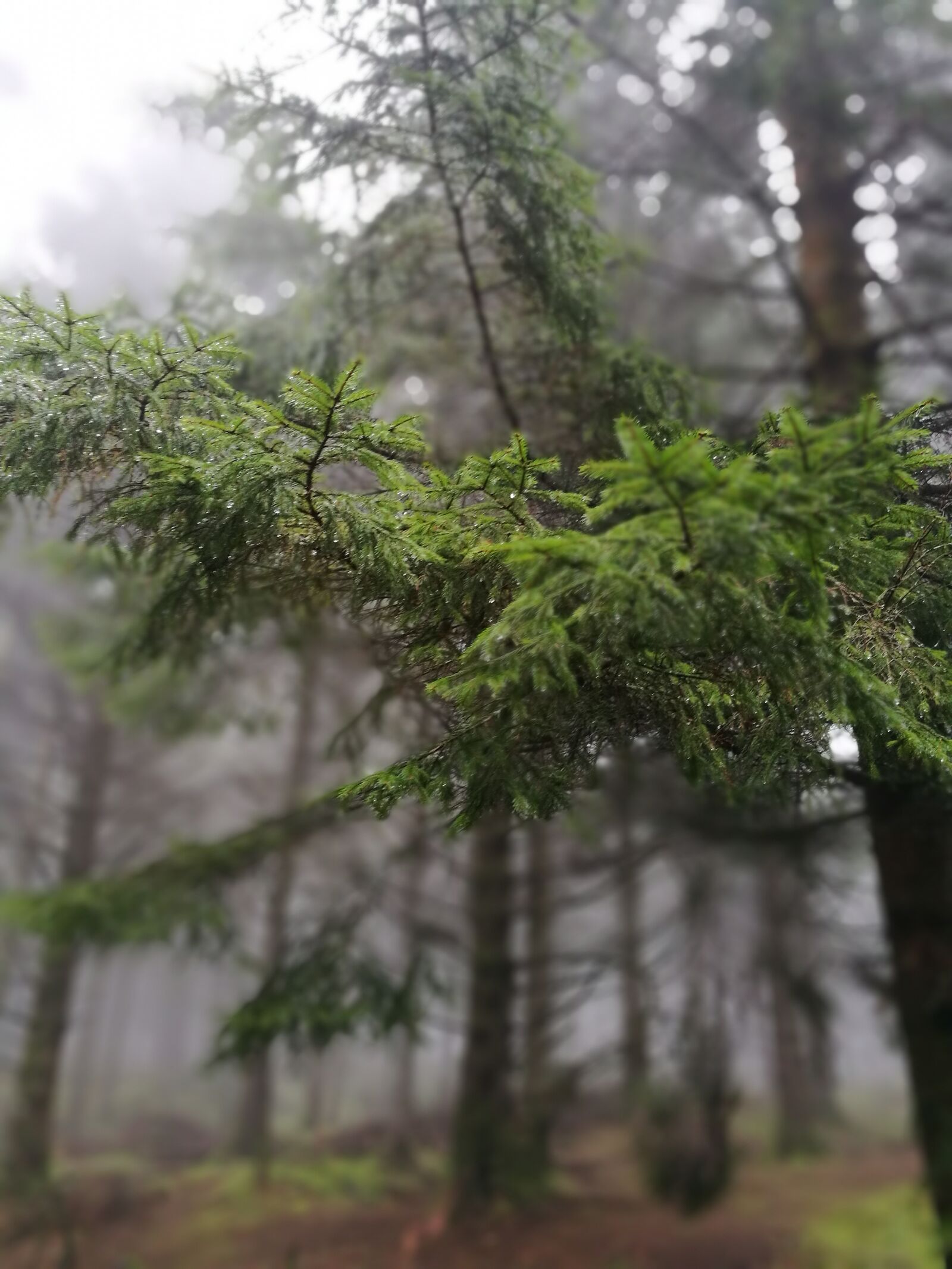 HUAWEI P9 sample photo. Branches, misty, trees, woodland photography