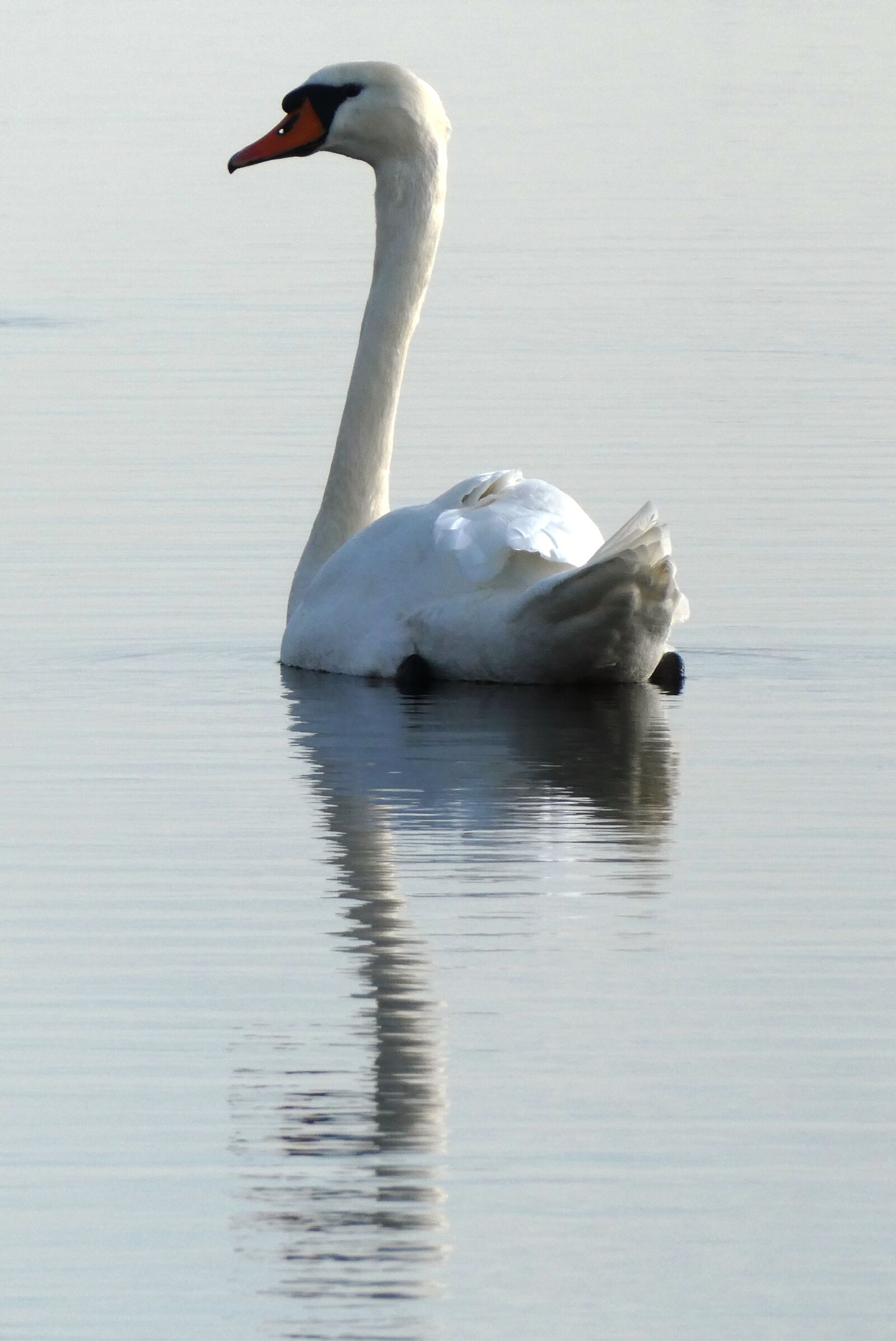 Panasonic Lumix DC-ZS70 (Lumix DC-TZ90) sample photo. Swan, swimming, ditch photography