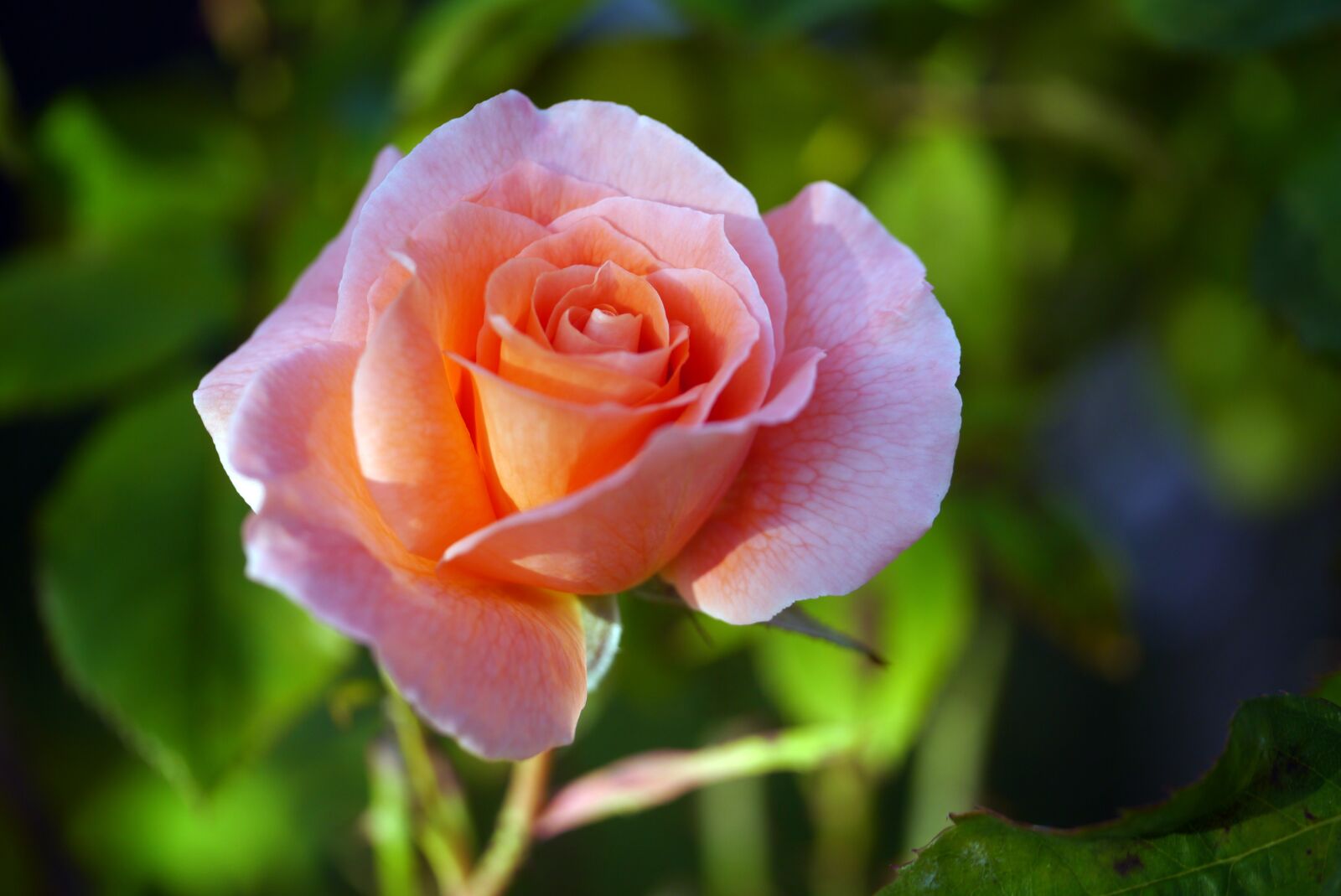 Panasonic Lumix DMC-G3 sample photo. Rose, flower, love photography