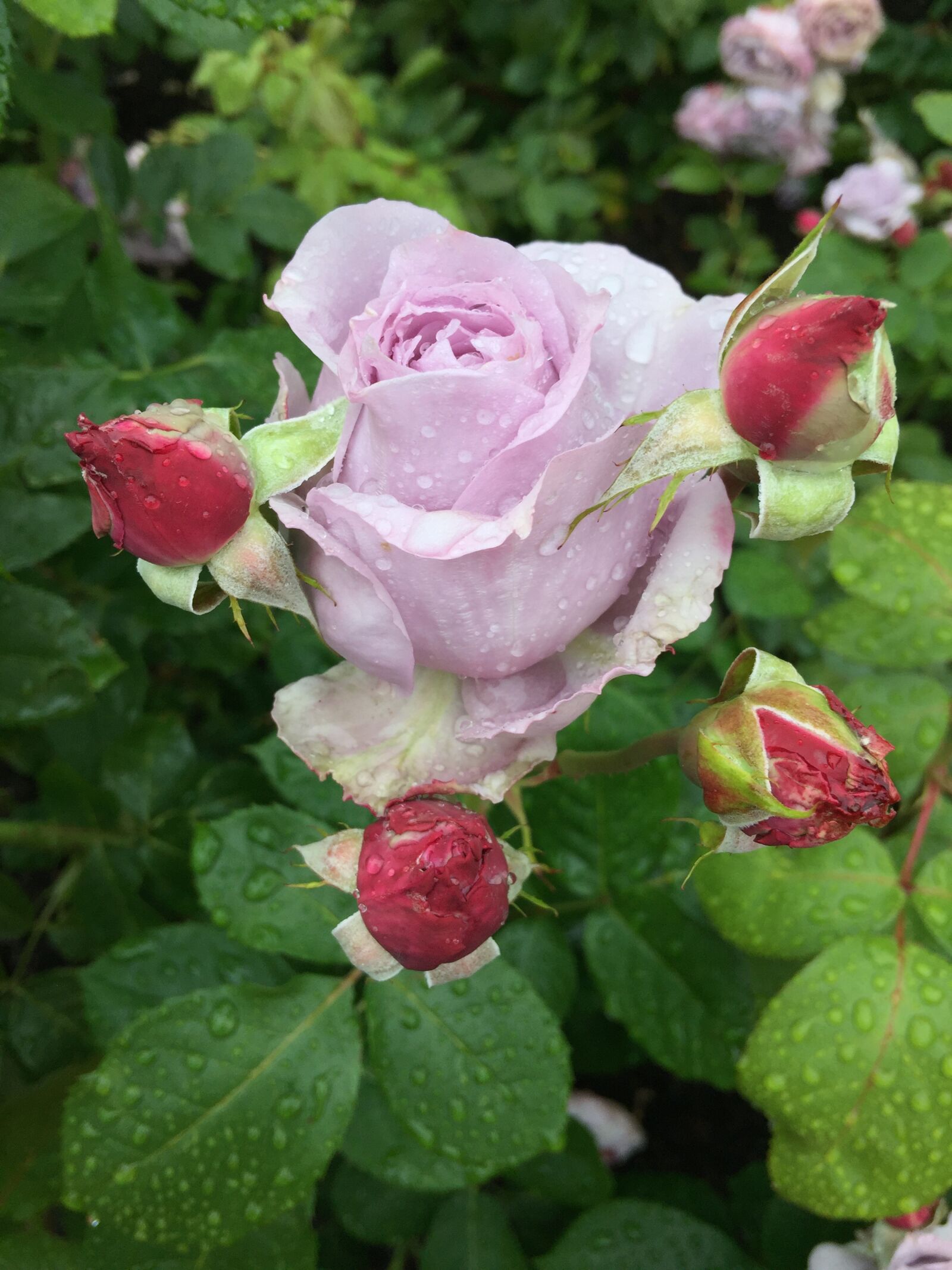 iPhone 6 Plus back camera 4.15mm f/2.2 sample photo. Flower, rose, readily take photography
