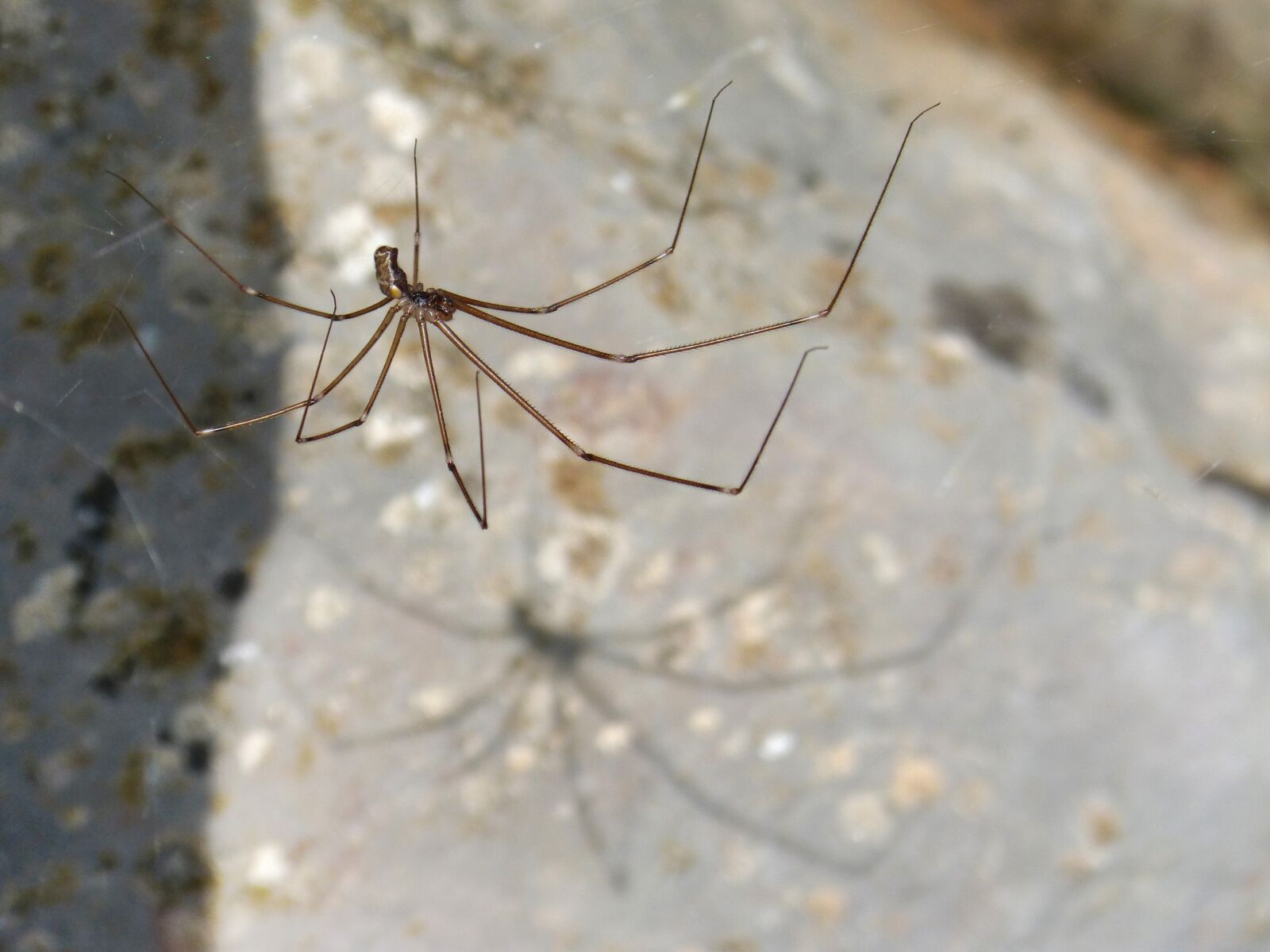 Panasonic DMC-FZ62 sample photo. Long-legged spider, spider zancuda photography