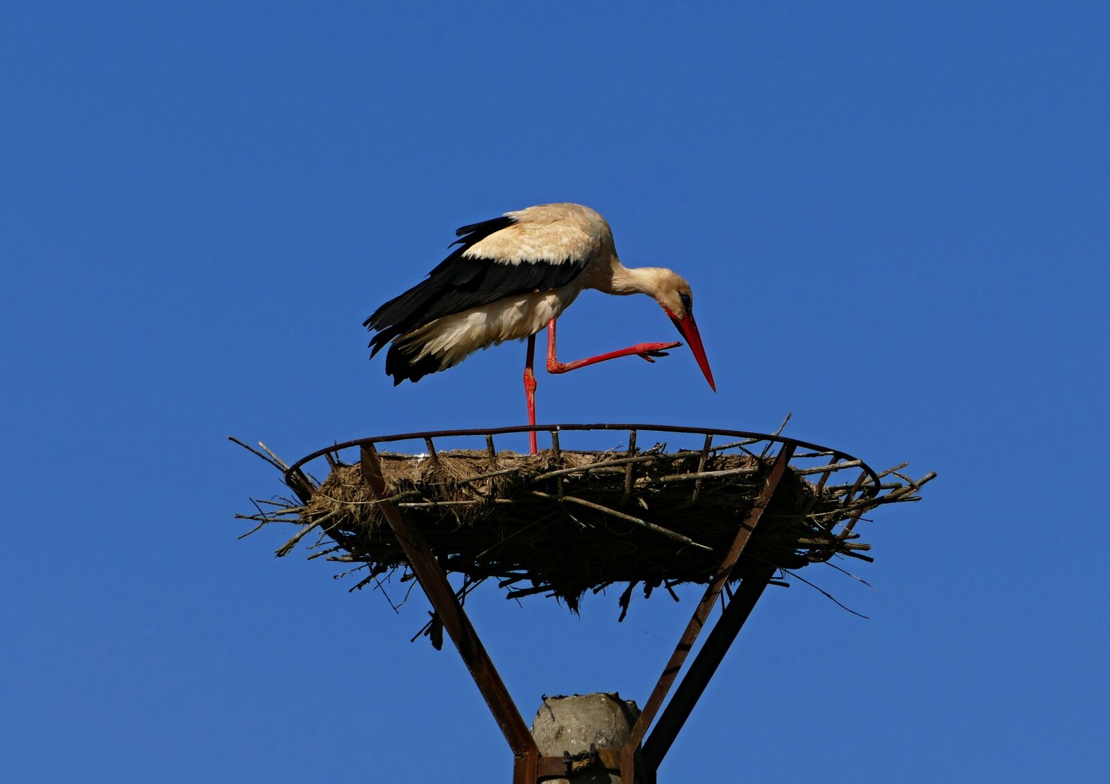 Panasonic Lumix DMC-FZ1000 sample photo. Stork, white, nature photography