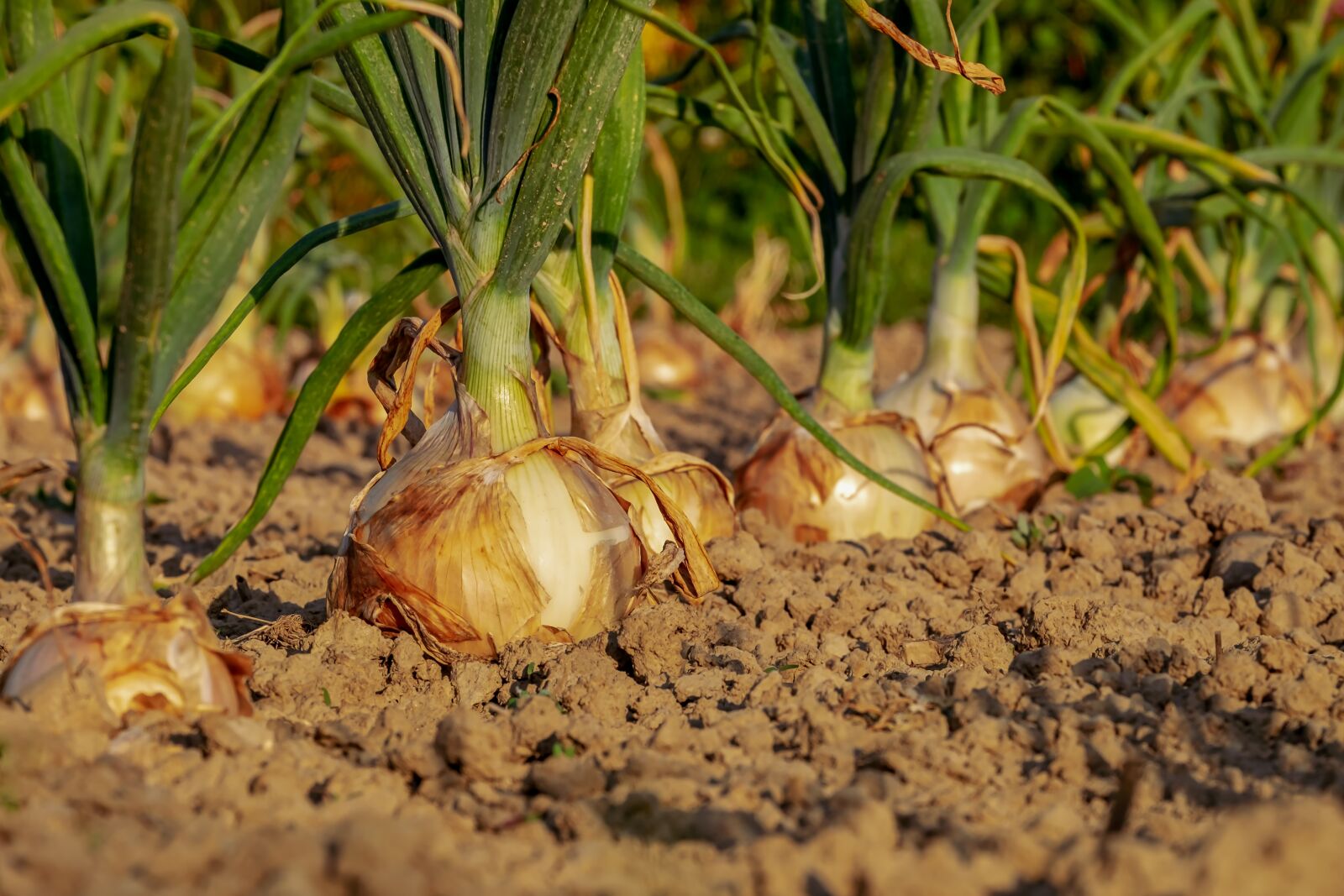 Fujifilm XF 55-200mm F3.5-4.8 R LM OIS sample photo. Onion, arable, field photography