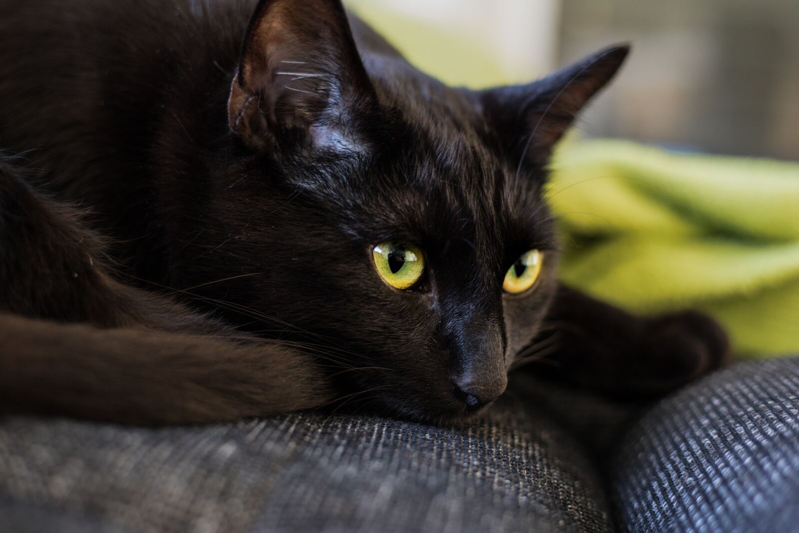 Canon EOS 5D Mark IV sample photo. Cat, black, black cat photography