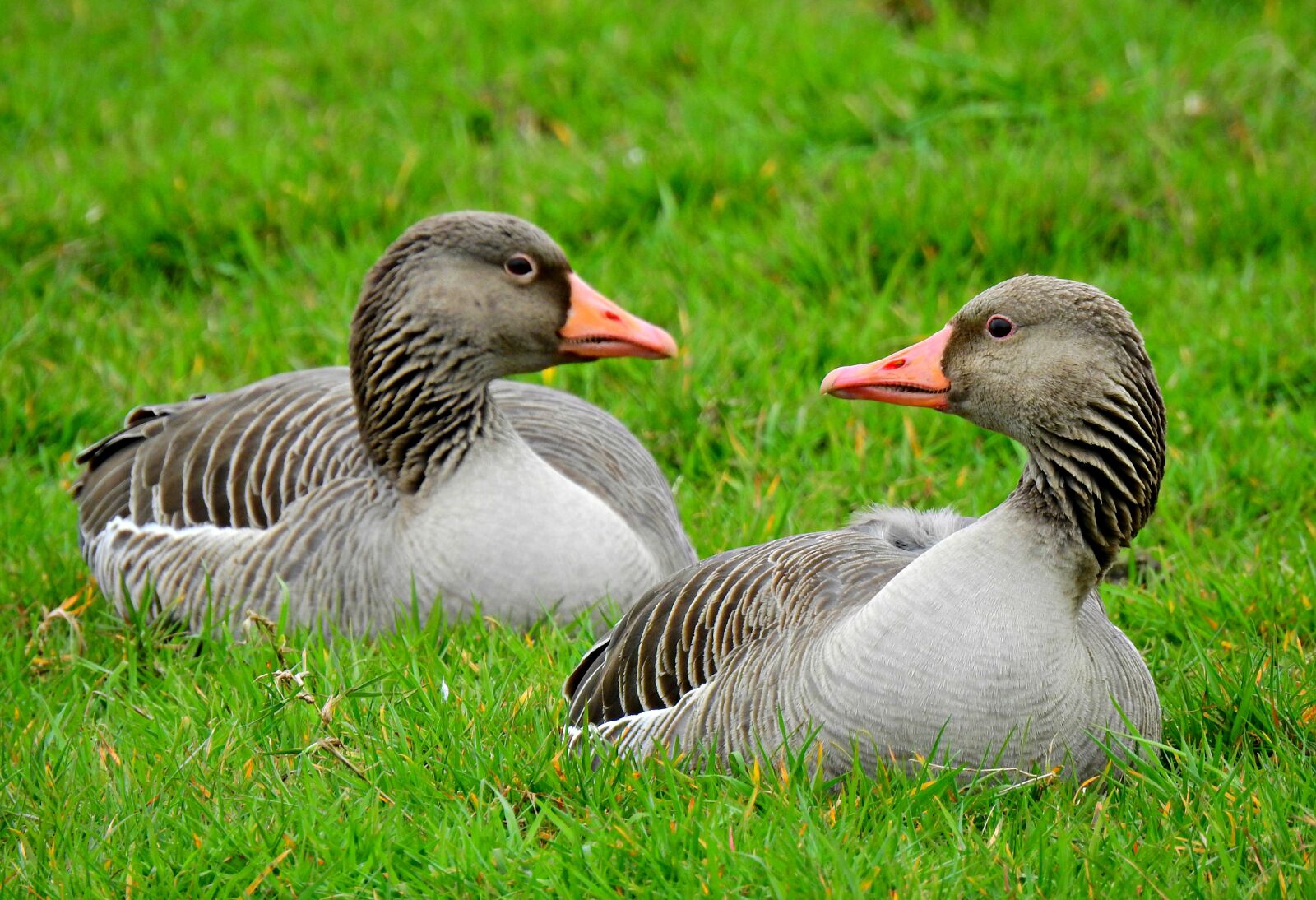 Nikon Coolpix P900 sample photo. Goose, water bird, animal photography