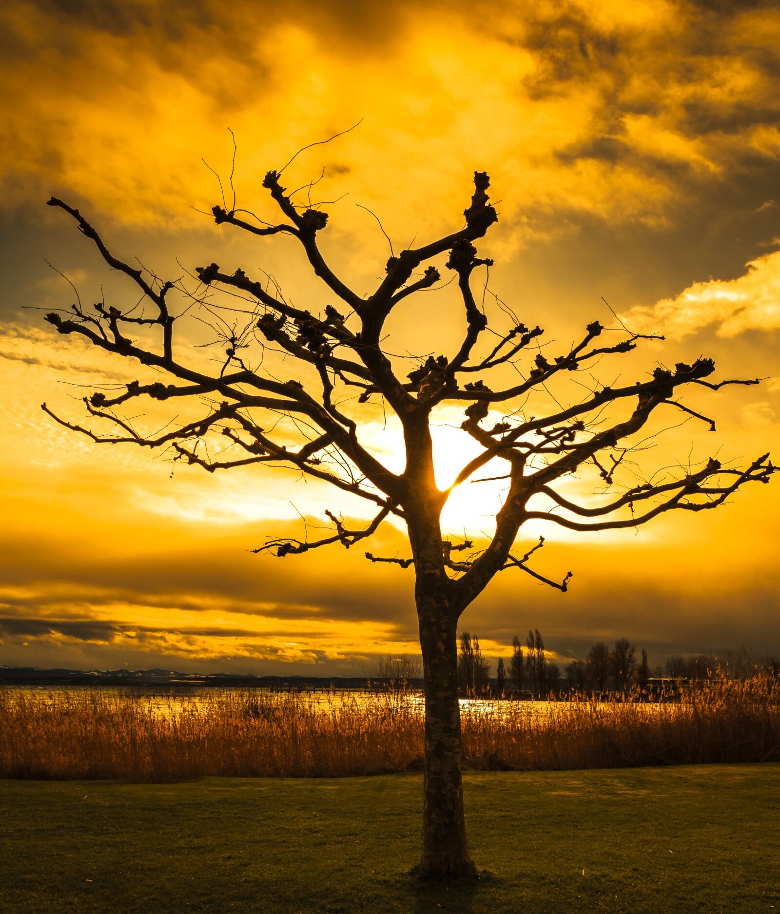 Canon EOS 650D (EOS Rebel T4i / EOS Kiss X6i) sample photo. Sunset, tree, dawn photography