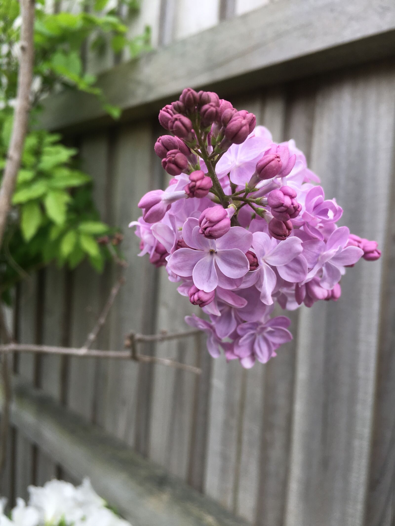 Apple iPhone 6s Plus sample photo. Lilac, lilac tree, aroma photography