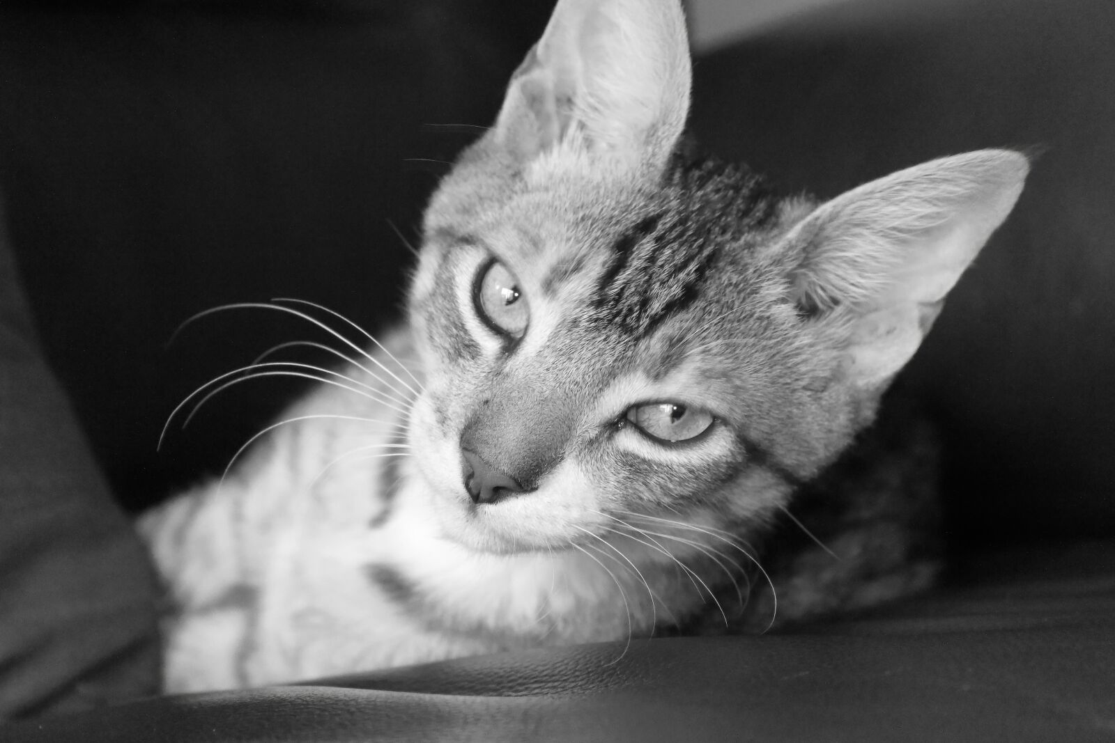 Canon EOS 550D (EOS Rebel T2i / EOS Kiss X4) sample photo. Cat, feline, kitty photography