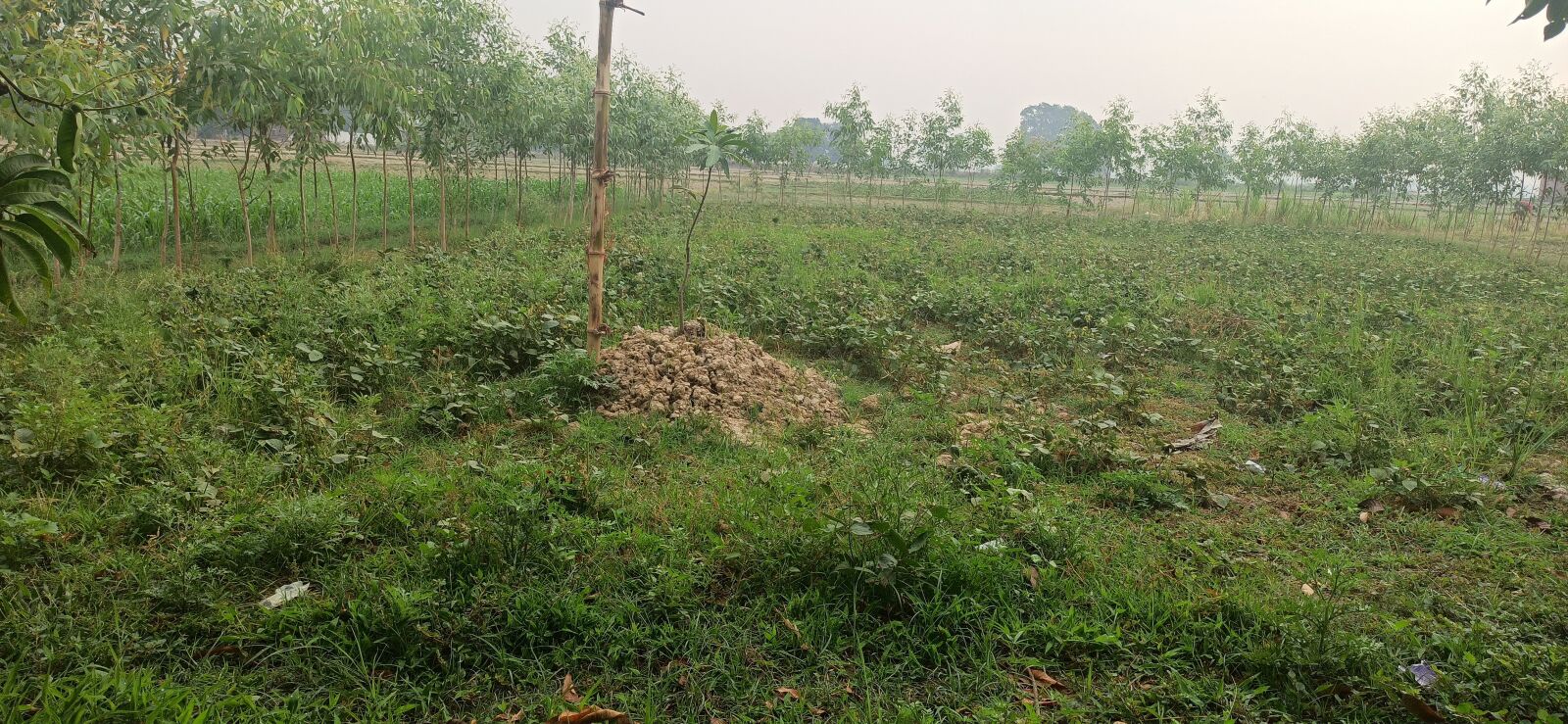 Xiaomi Redmi Note 8 Pro sample photo. Forest, farming, in india photography