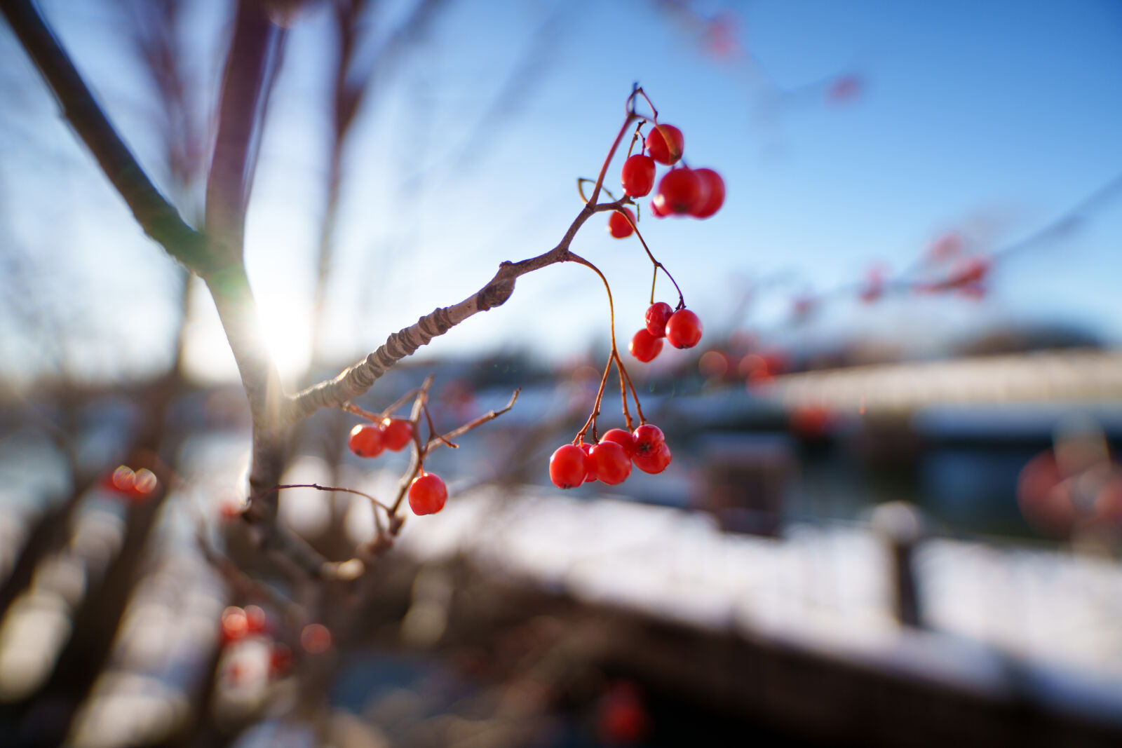 Sigma 14mm F1.4 DG DN sample photo. Last berries photography