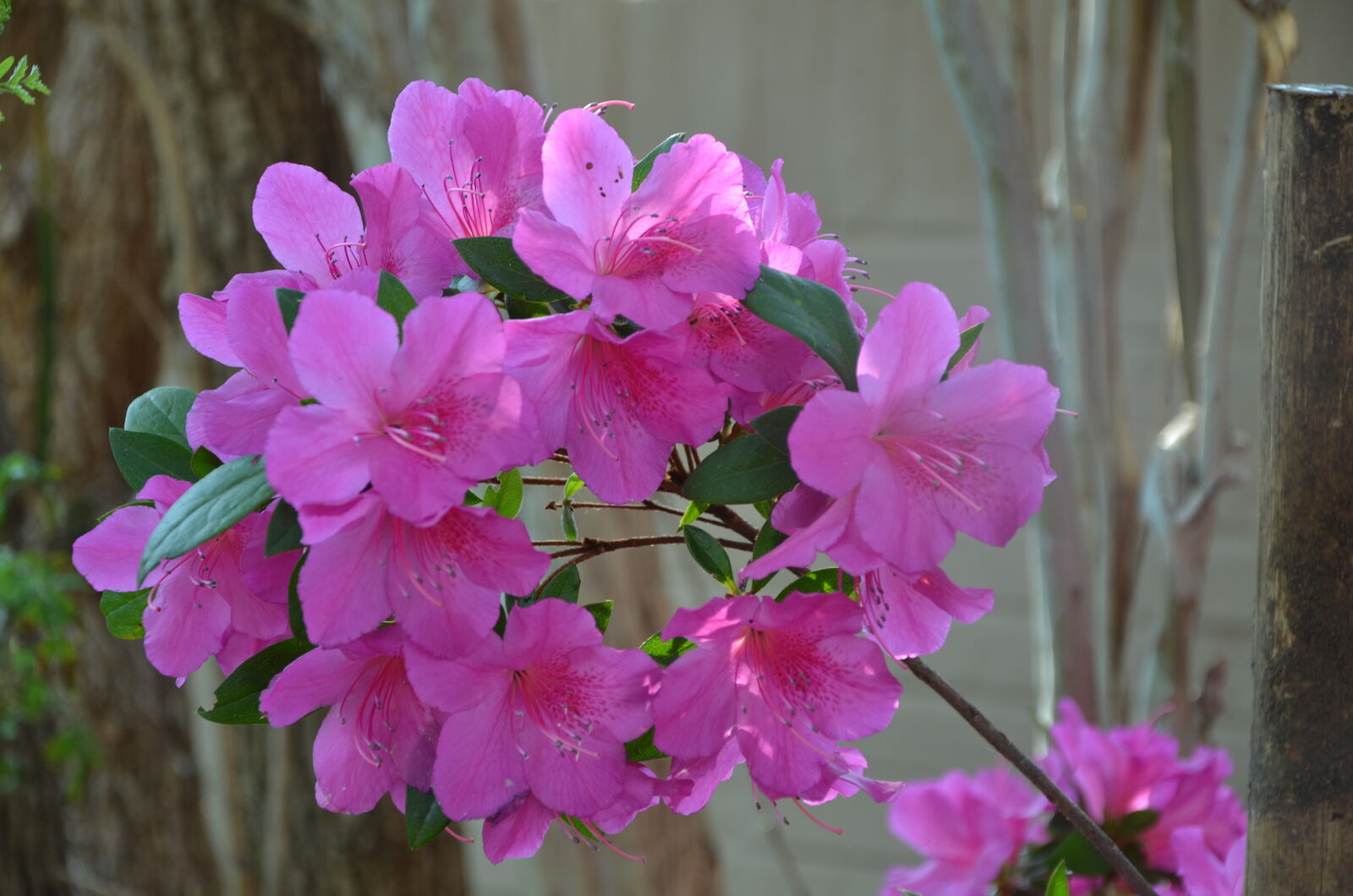 Nikon D7000 sample photo. Azalea, flower photography