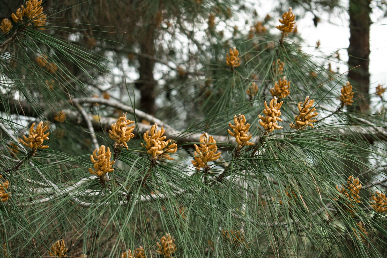 Nikon D3300 sample photo. Pine tree, pine flower photography
