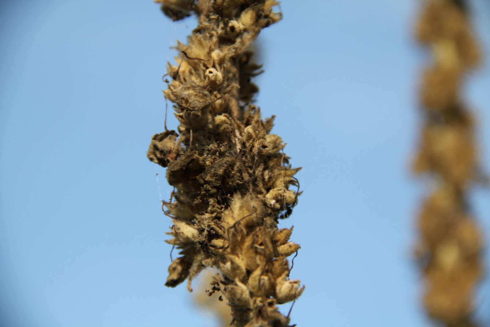 Canon EOS 550D (EOS Rebel T2i / EOS Kiss X4) sample photo. Mullein, faded, arid photography