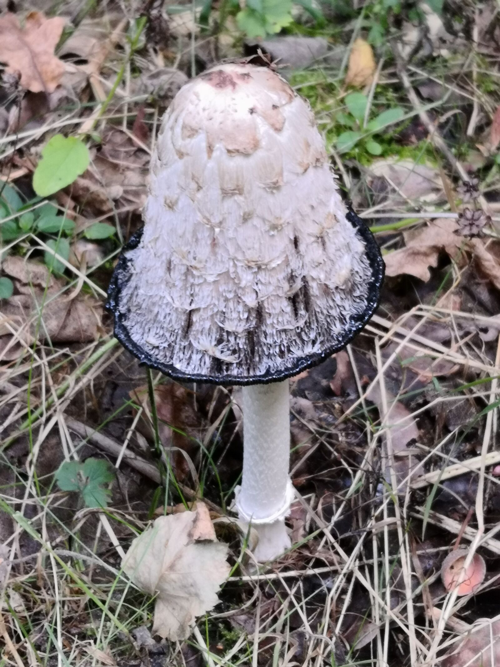 HUAWEI Mate 10 Pro sample photo. Nature, forest, mushrooms photography