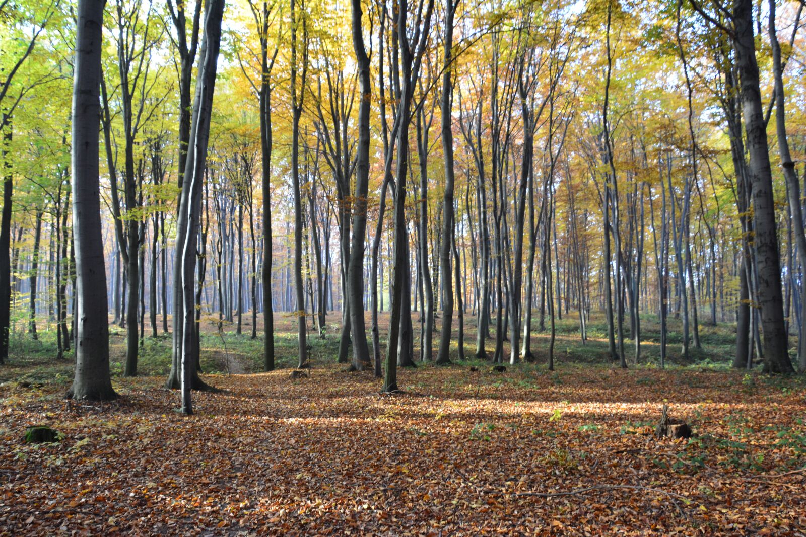 Nikon D5200 sample photo. Forest, autumn, nature photography