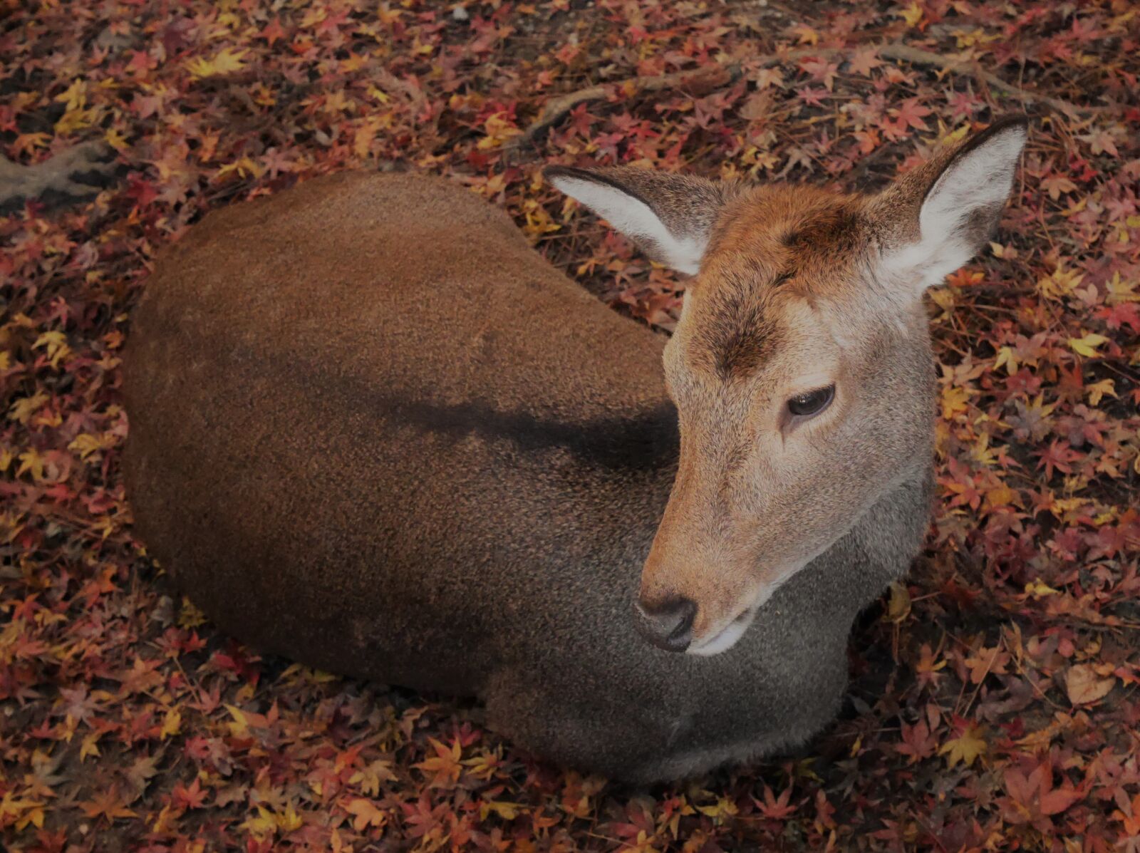 Panasonic Lumix DMC-GM1 sample photo. Deer, autumn, recreation photography