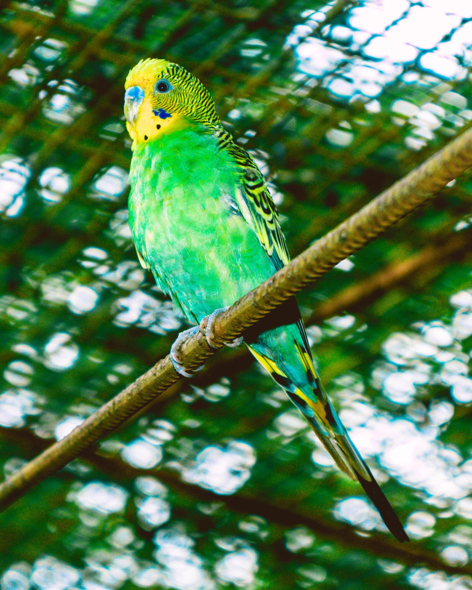 Canon EOS 200D (EOS Rebel SL2 / EOS Kiss X9) sample photo. Budgie, bird, parakeet photography