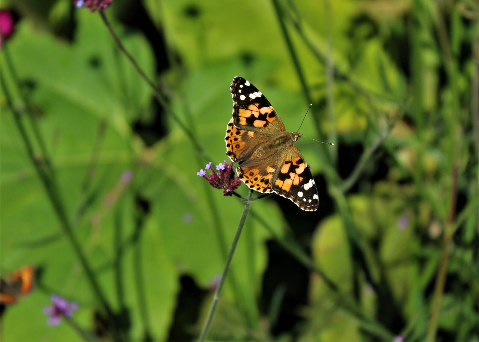 Canon EOS 4000D (EOS Rebel T100 / EOS 3000D) sample photo. Painted lady, butterfly, nature photography