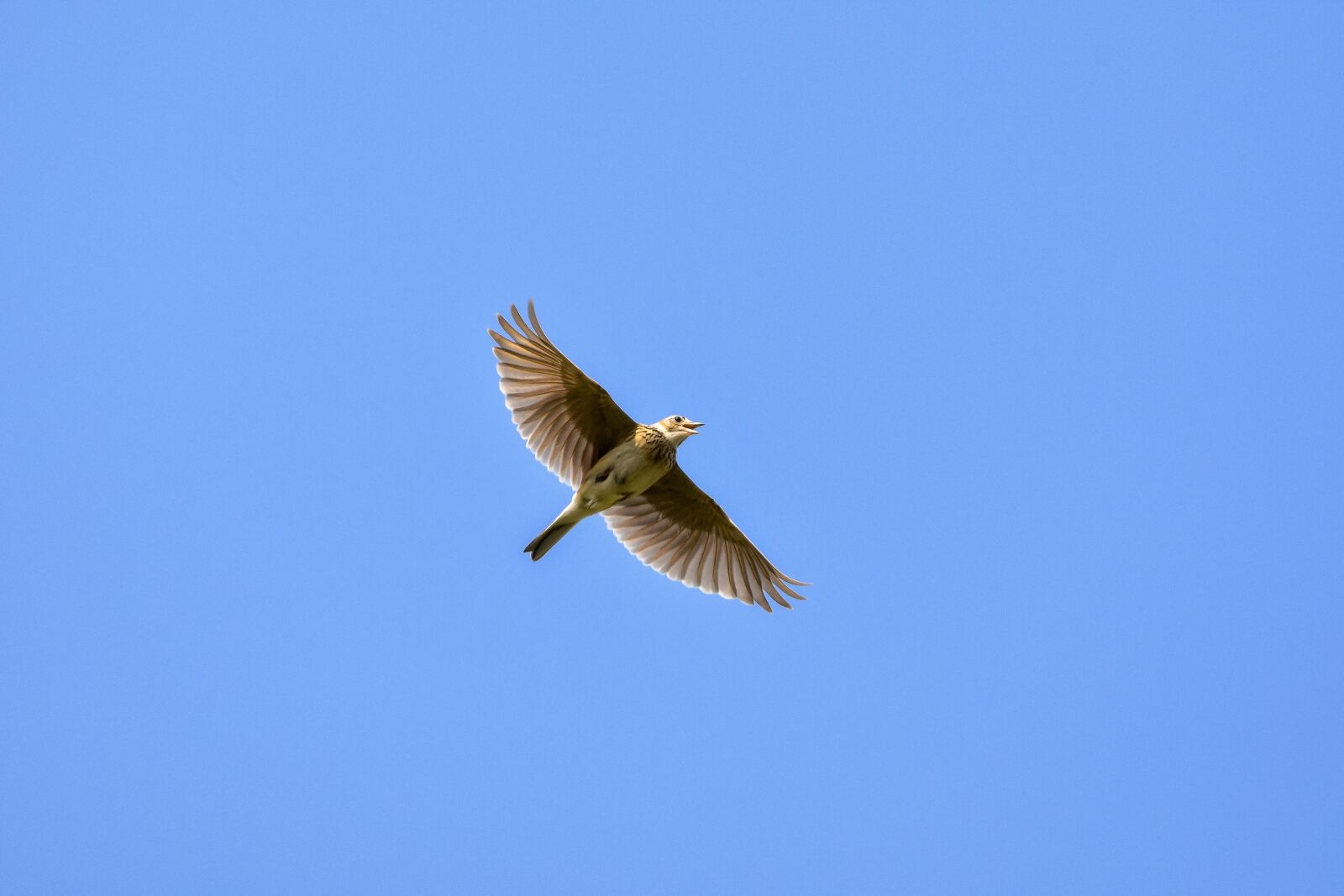 Nikon D7200 sample photo. Animal, sky, bird photography
