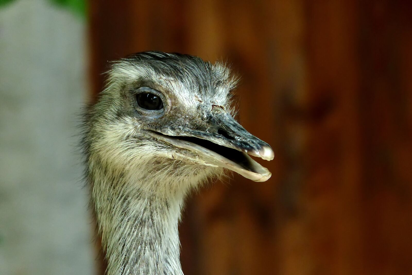 Panasonic Lumix DMC-FZ200 sample photo. Animal world, portrait, animal photography