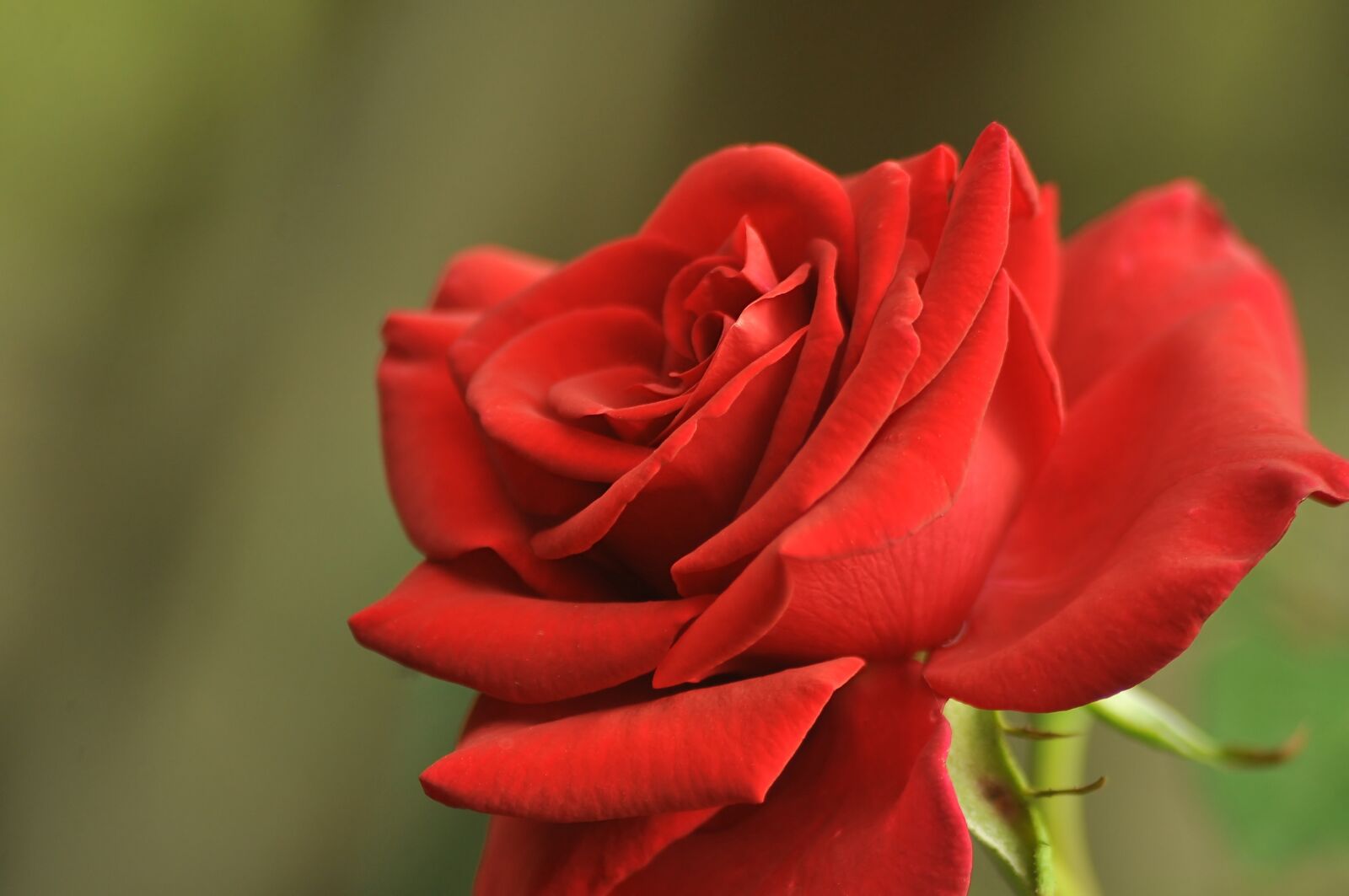 Nikon D90 sample photo. Flower, rose, bloom photography