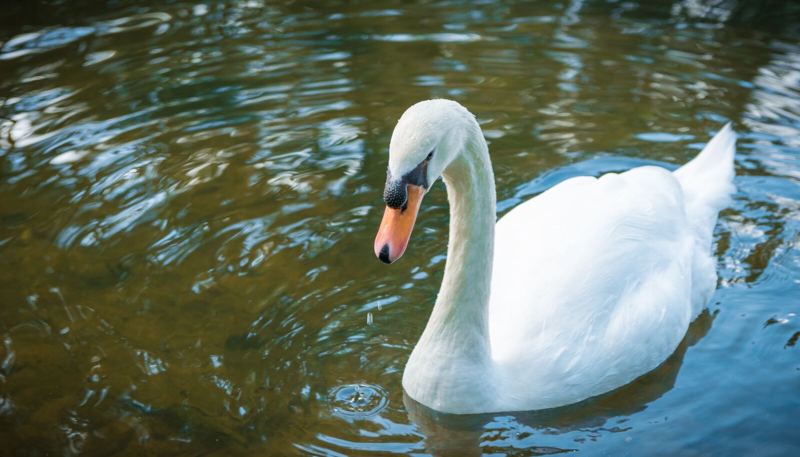 Nikon D5300 sample photo. Swan, animals, white photography
