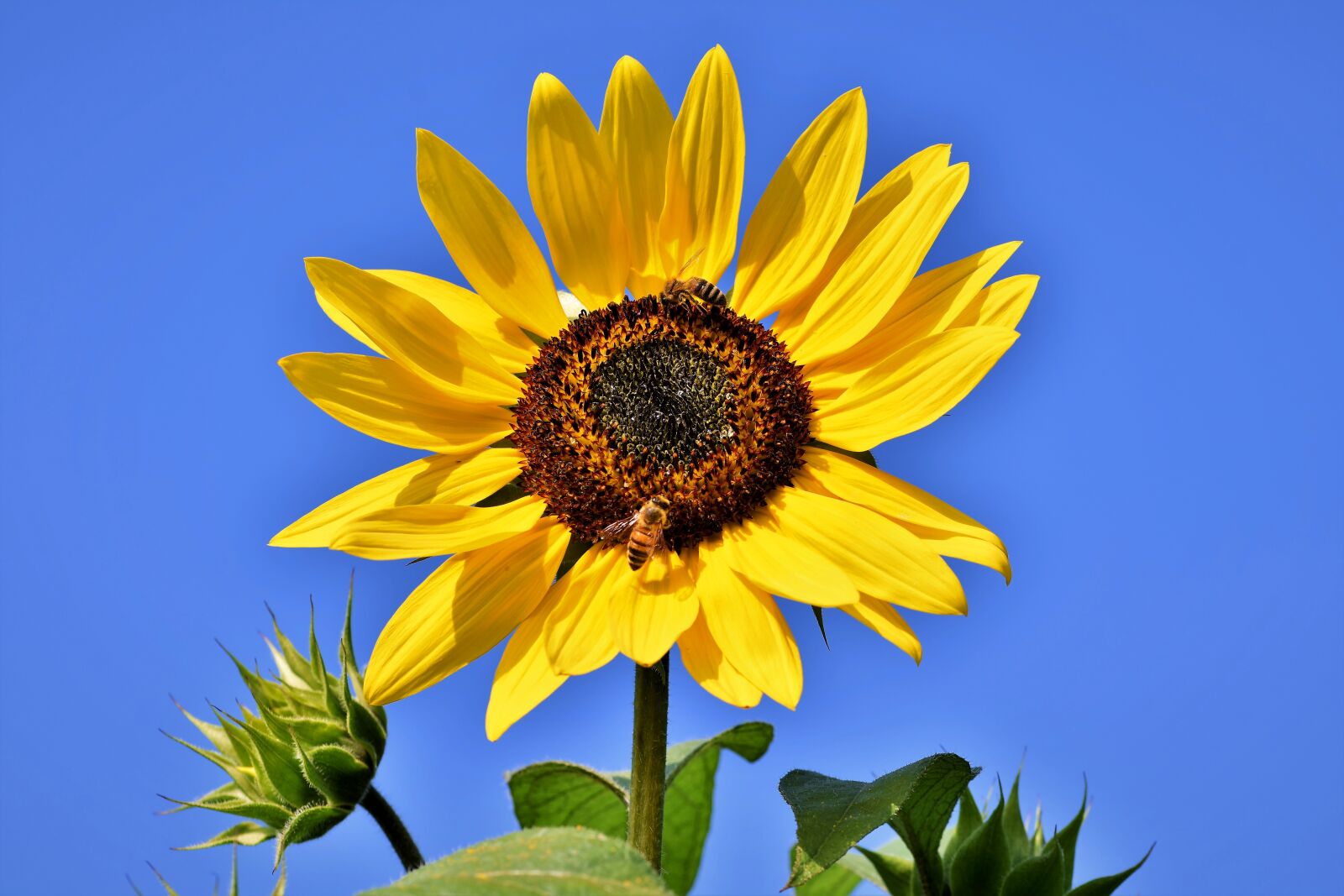 Nikon D7200 sample photo. Sunflower, flower, blossom photography