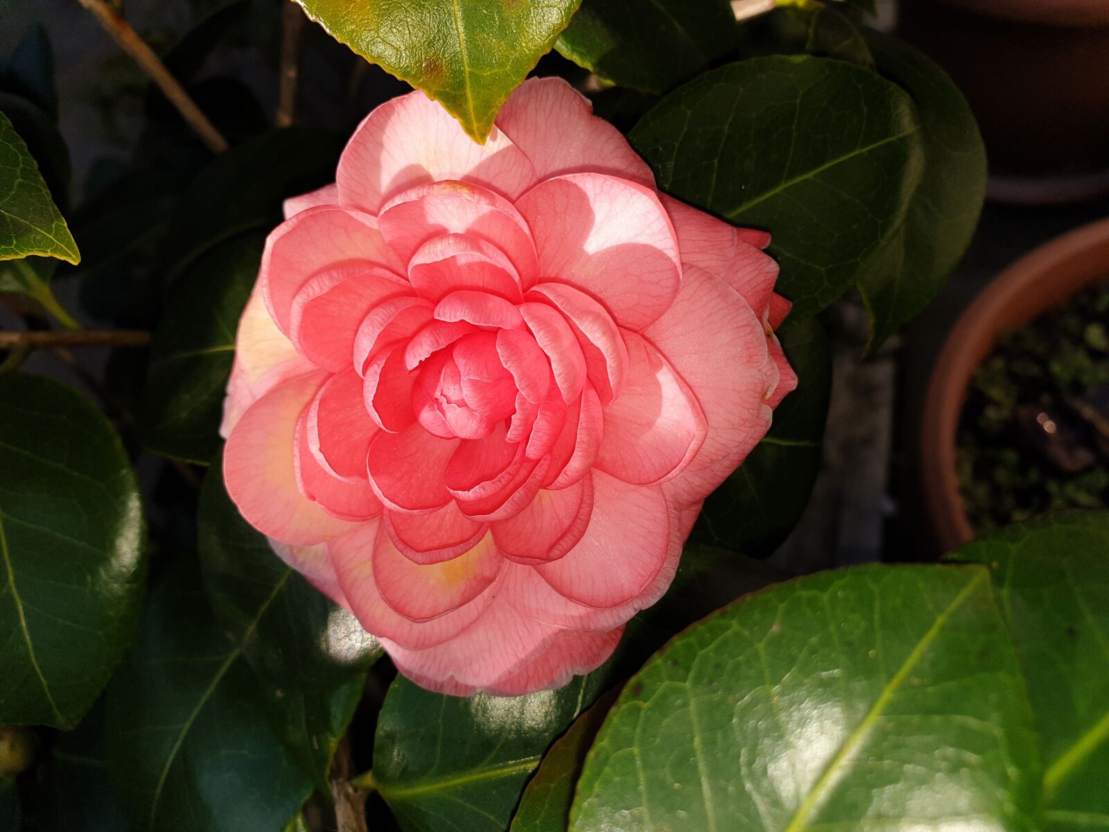 Samsung Galaxy Note9 sample photo. Camelia, pink, light photography