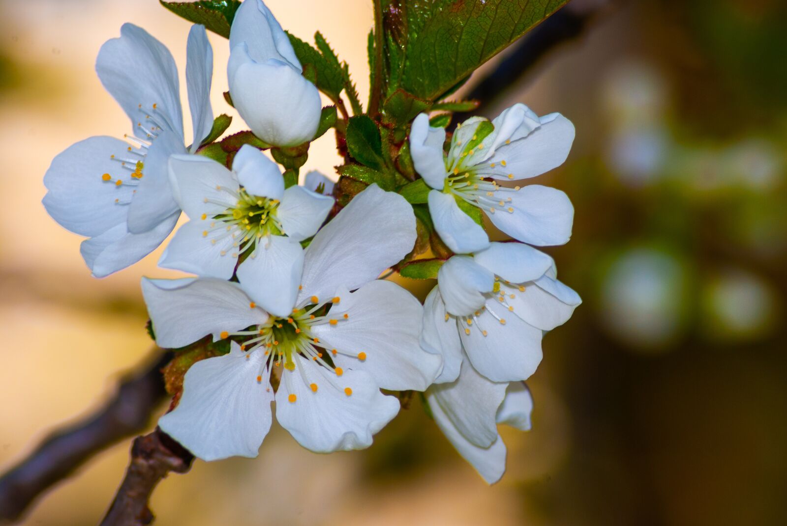Nikon D60 sample photo. Cherry blossom, spring, flower photography