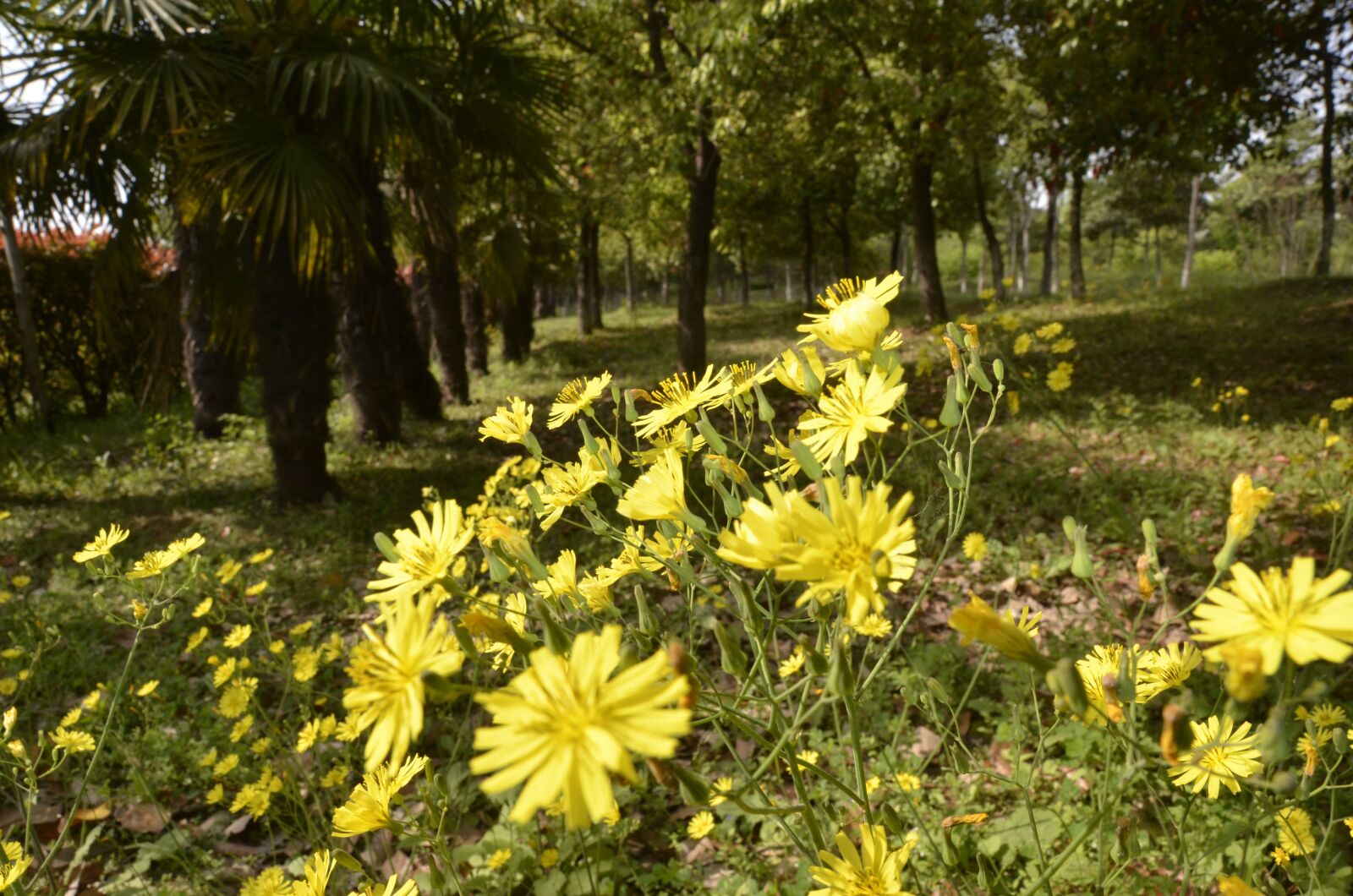 Nikon D7000 sample photo. Nature, flower, summer photography