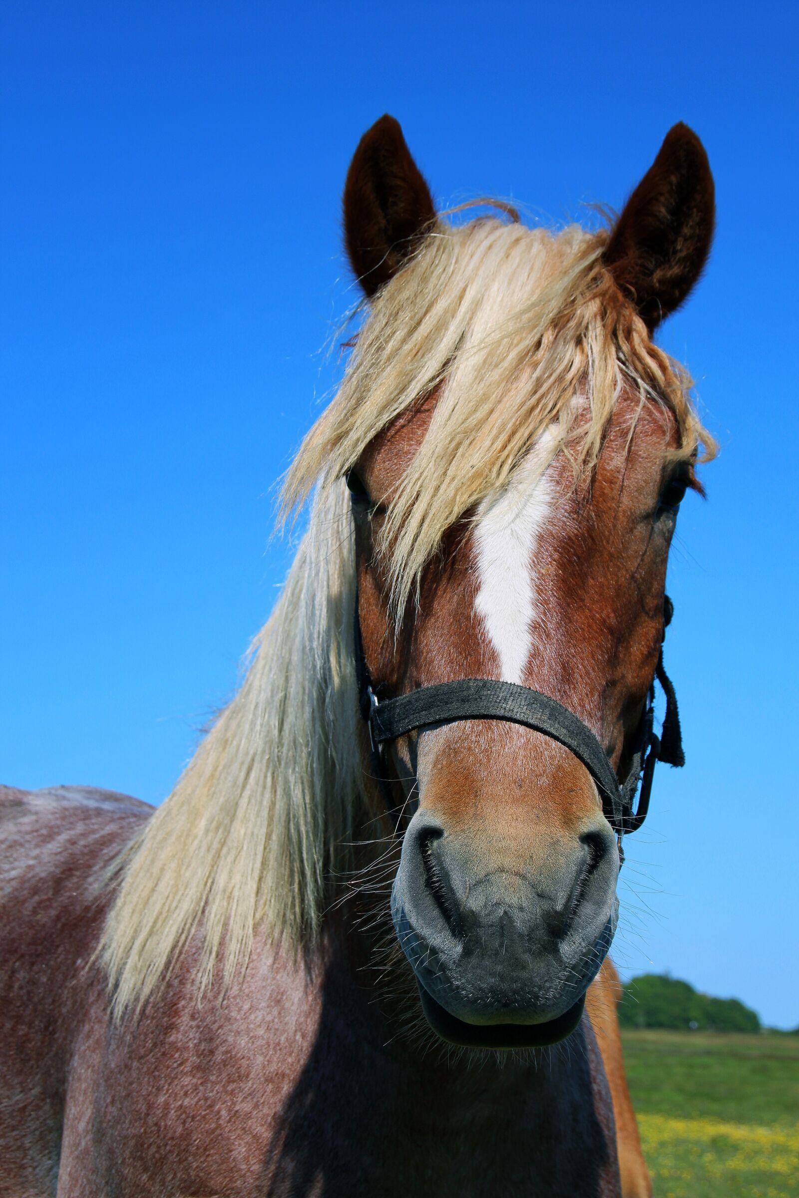Canon EOS 700D (EOS Rebel T5i / EOS Kiss X7i) sample photo. Horse, portrait, horse head photography