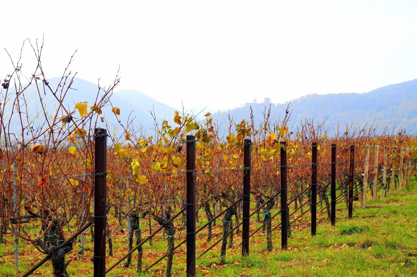 Sony E 16-50mm F3.5-5.6 PZ OSS sample photo. Autumn, vineyards, landscape photography