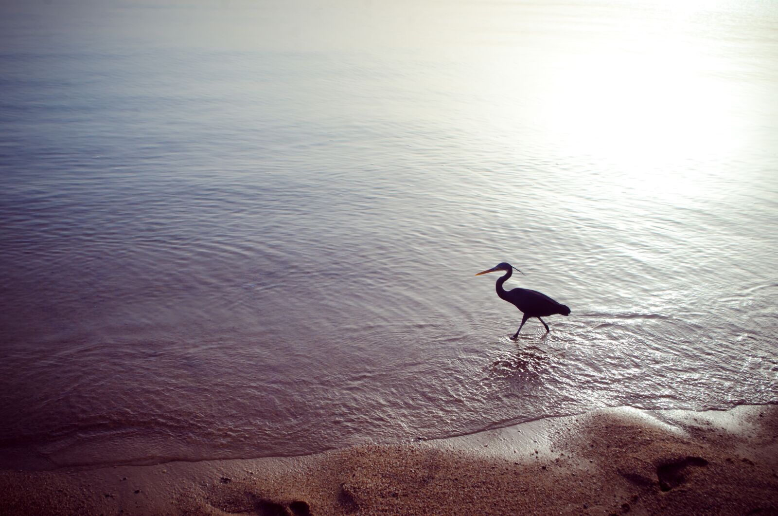 Nikon D7000 sample photo. Sea, bird, vacation photography