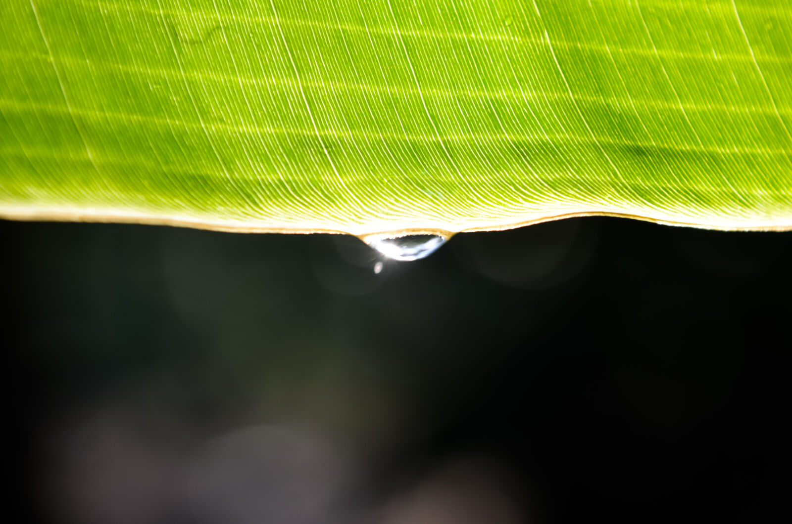 Nikon D5100 sample photo. Drop, of, water photography
